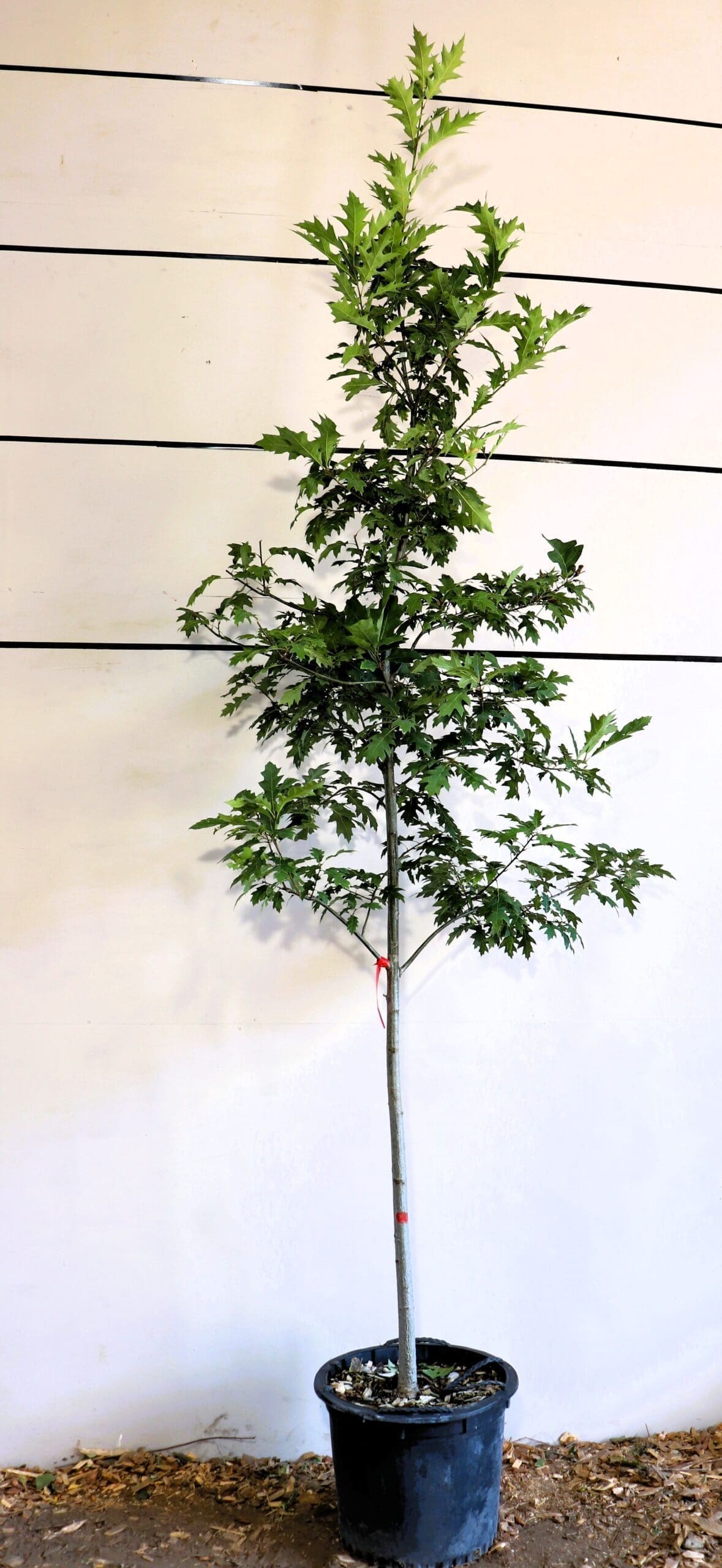 Quercus rubra