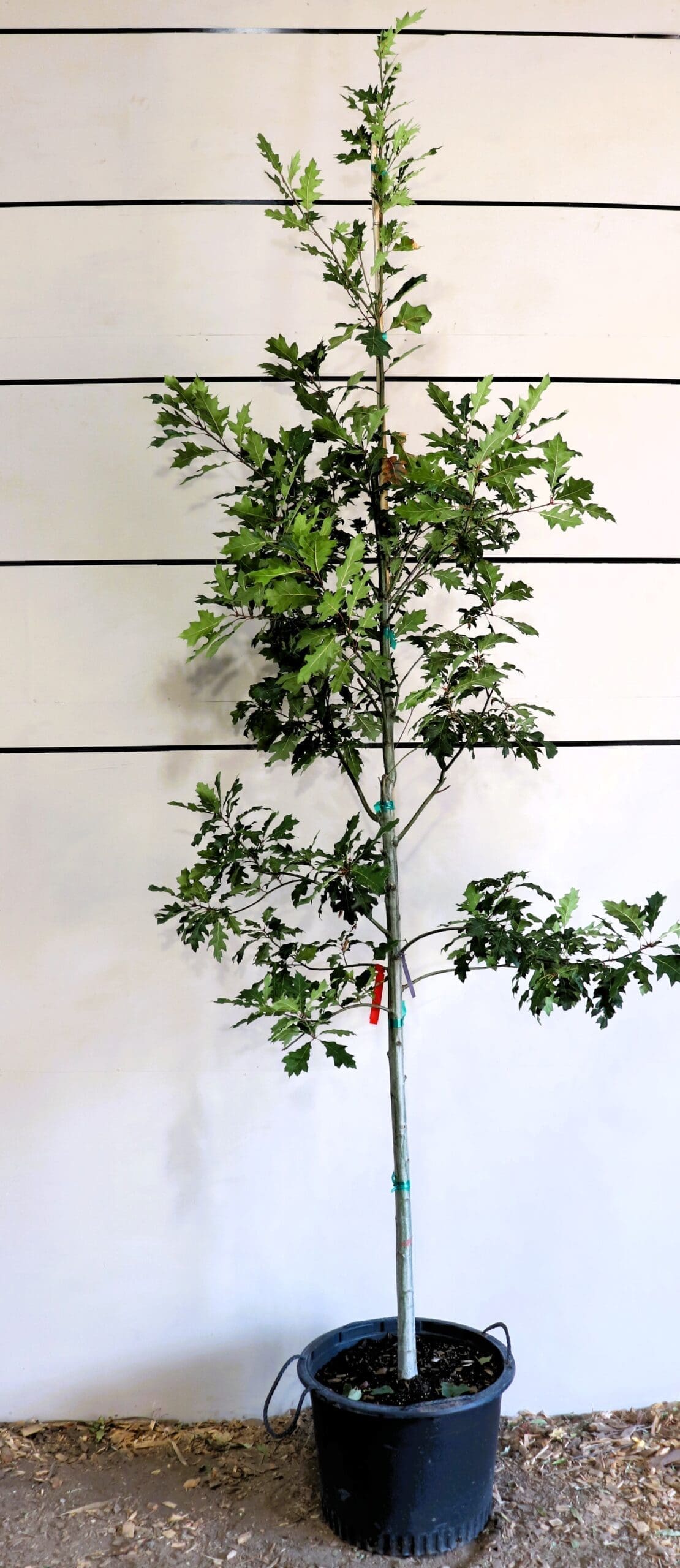 Quercus rubra