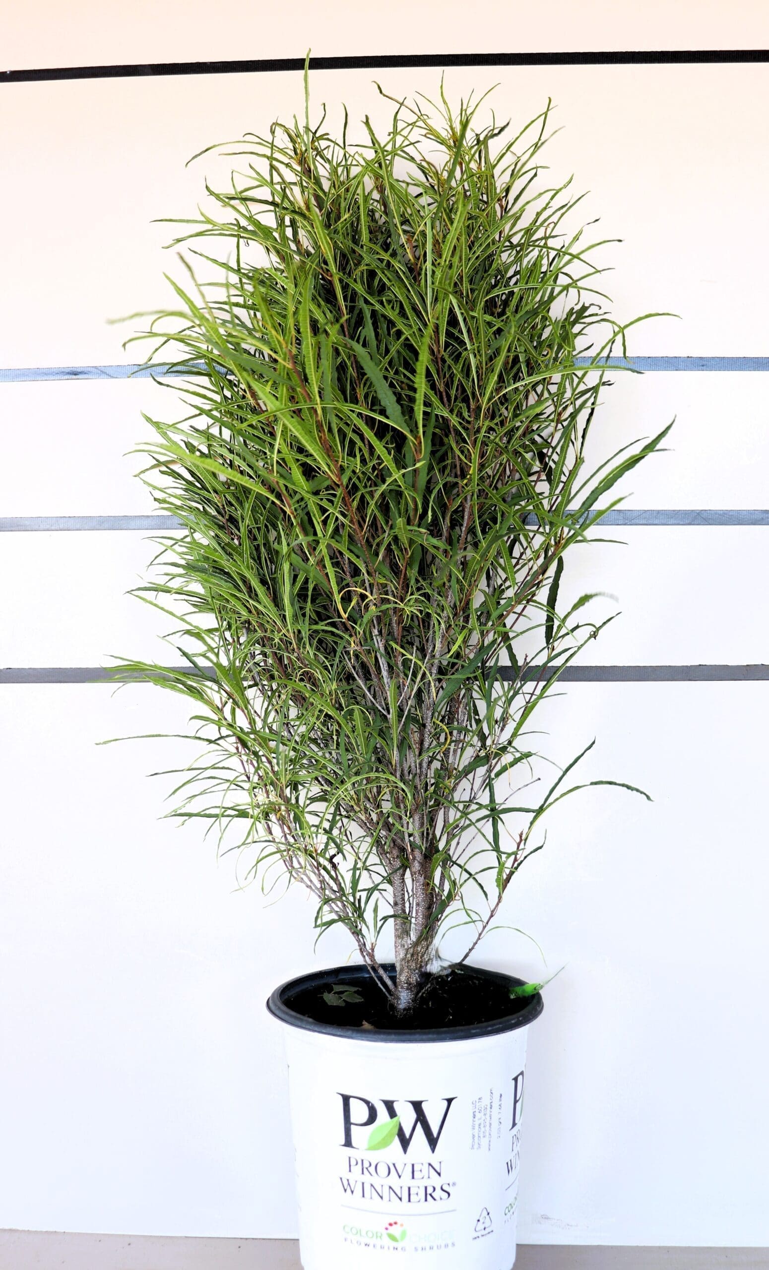 Rhamnus frangula 'Ron Williams'