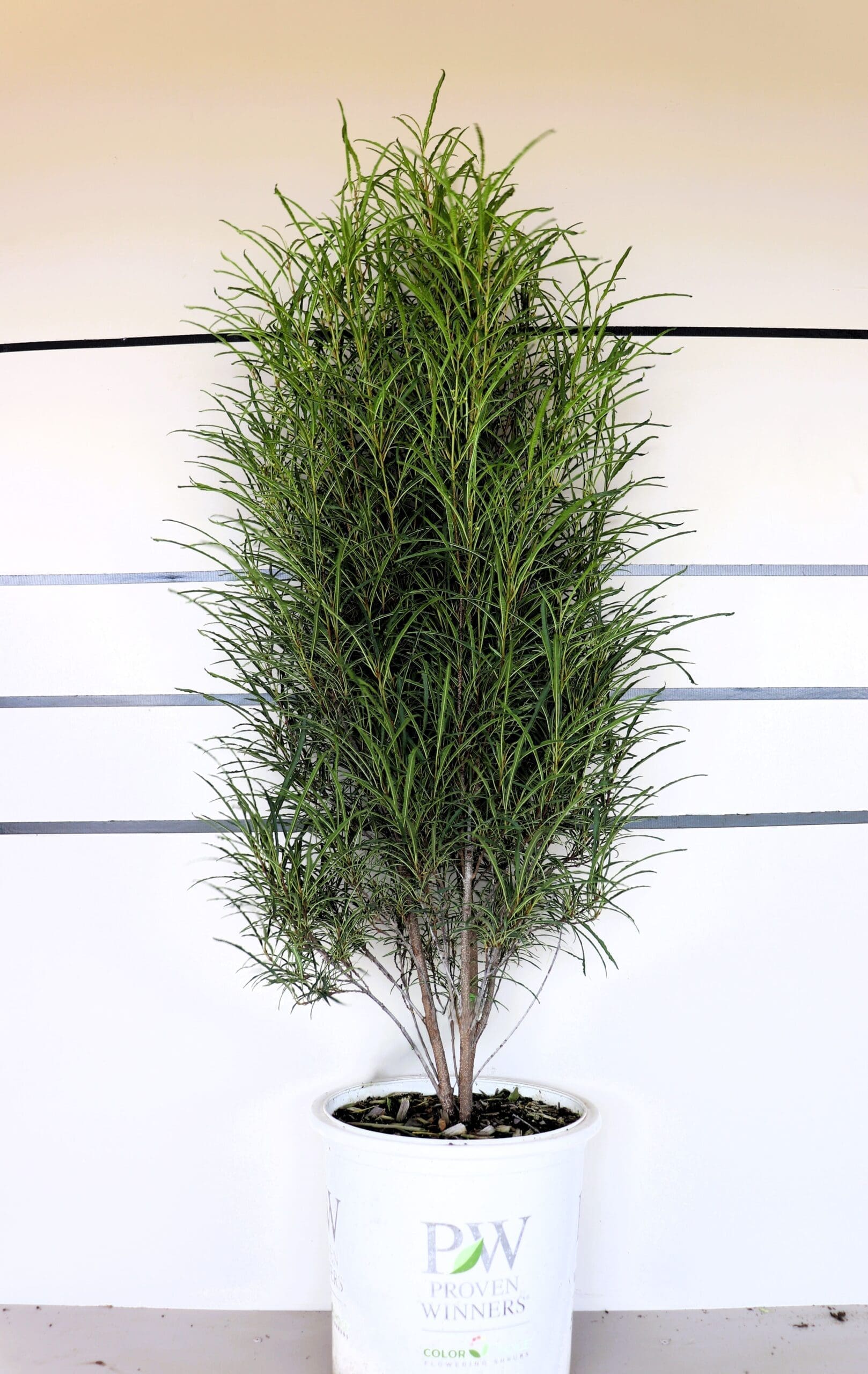 Rhamnus frangula 'Ron Williams'