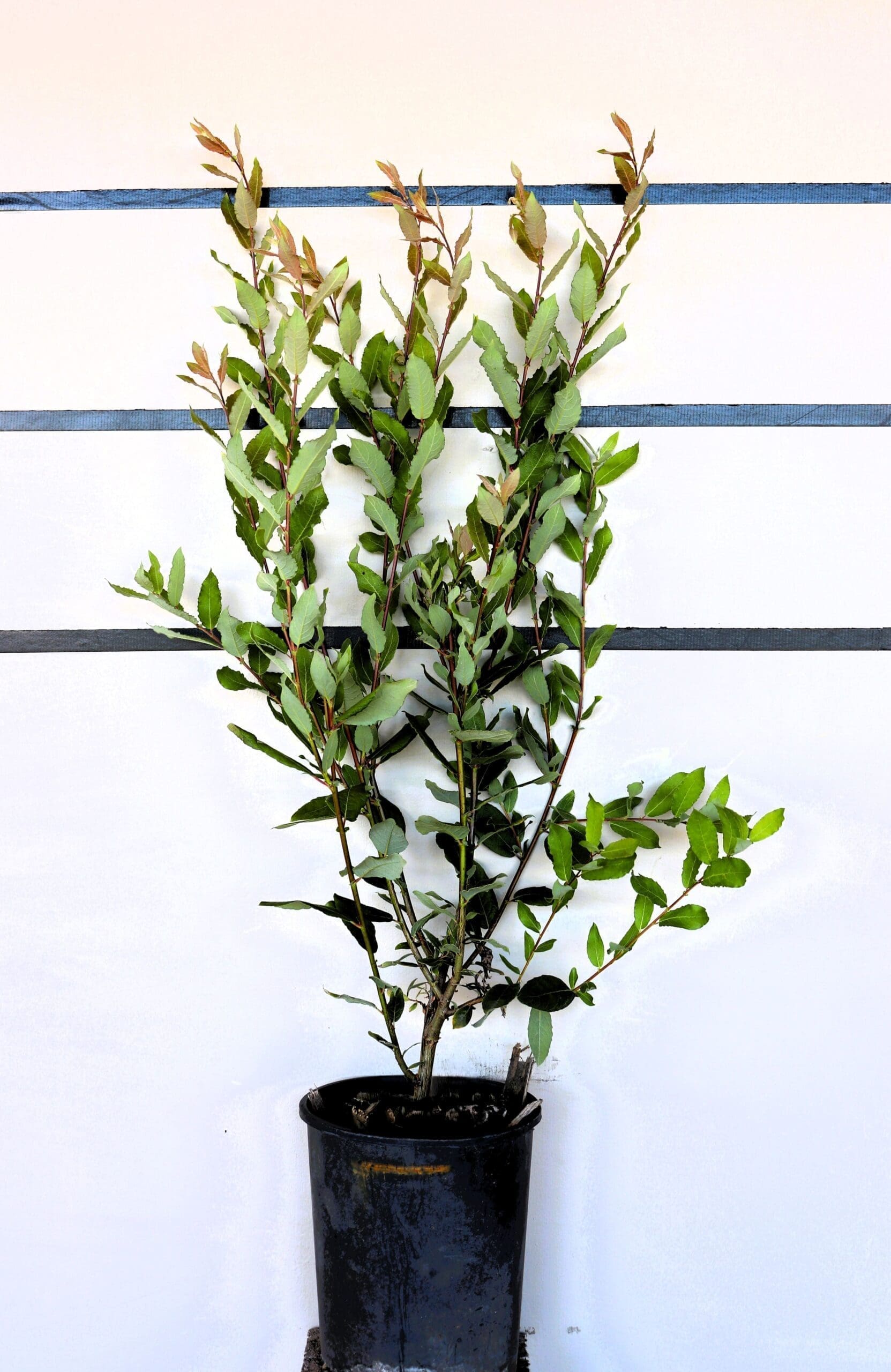 Salix bebbiana