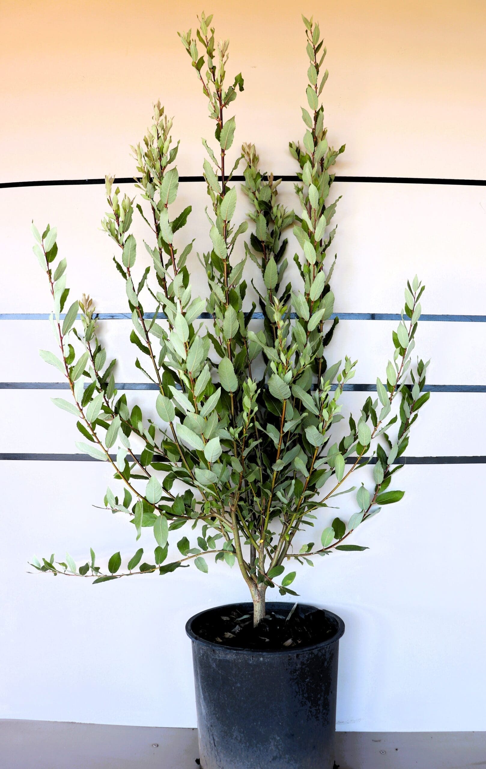 Salix bebbiana
