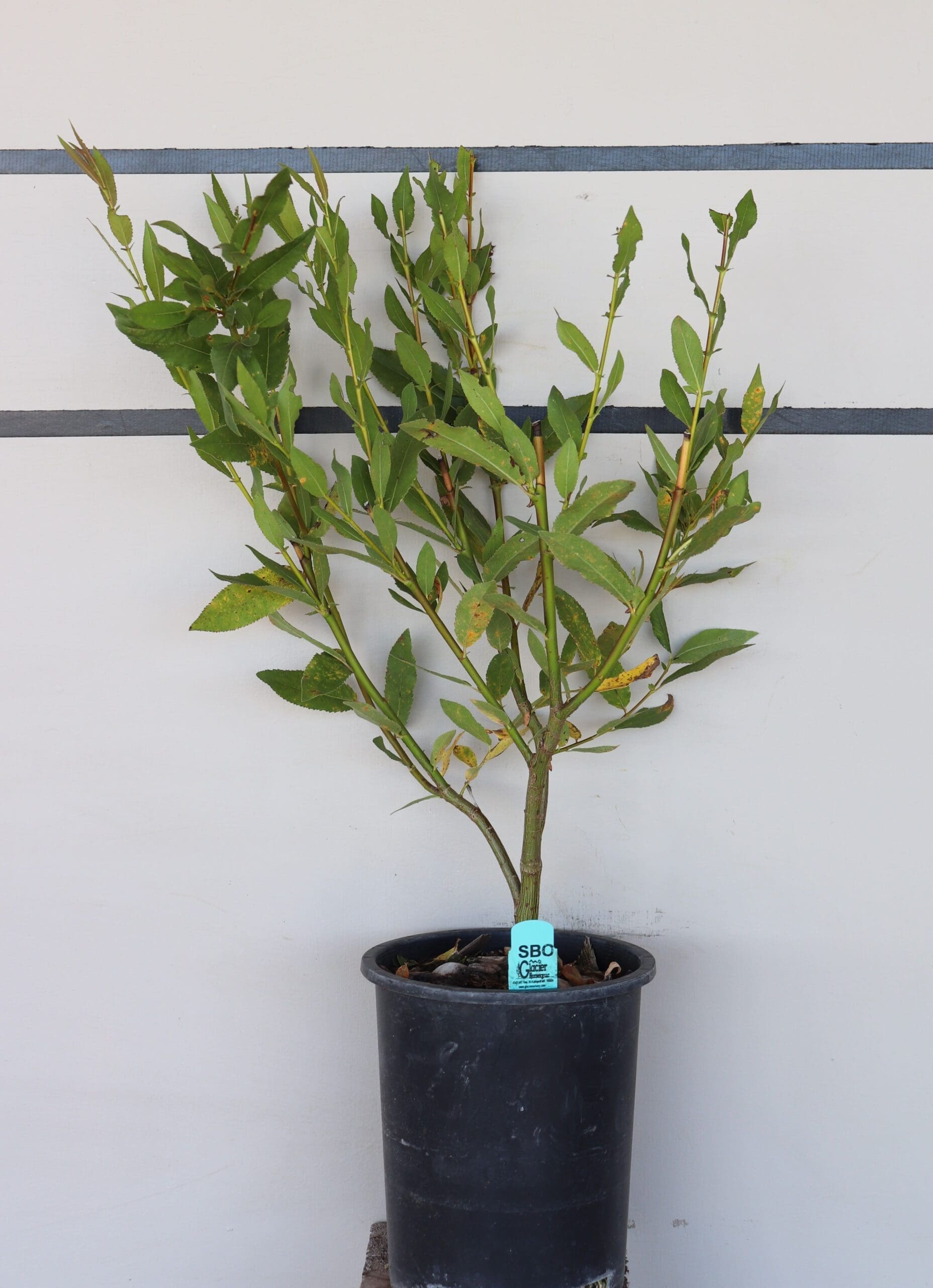 Salix boothii