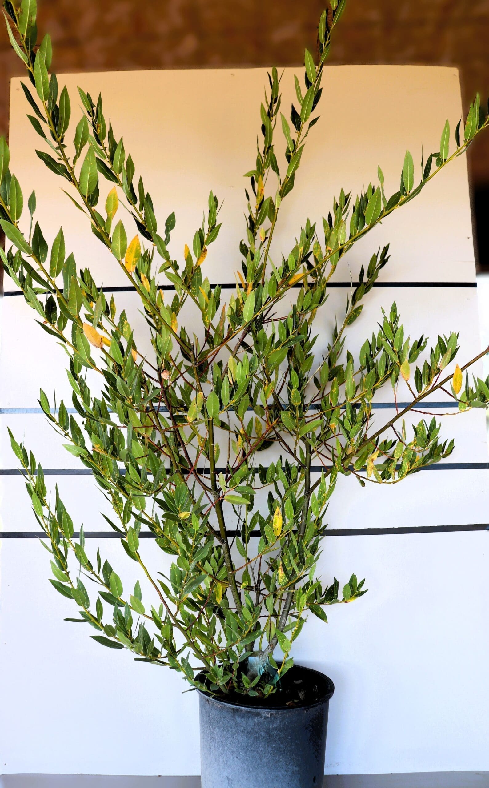 Salix boothii