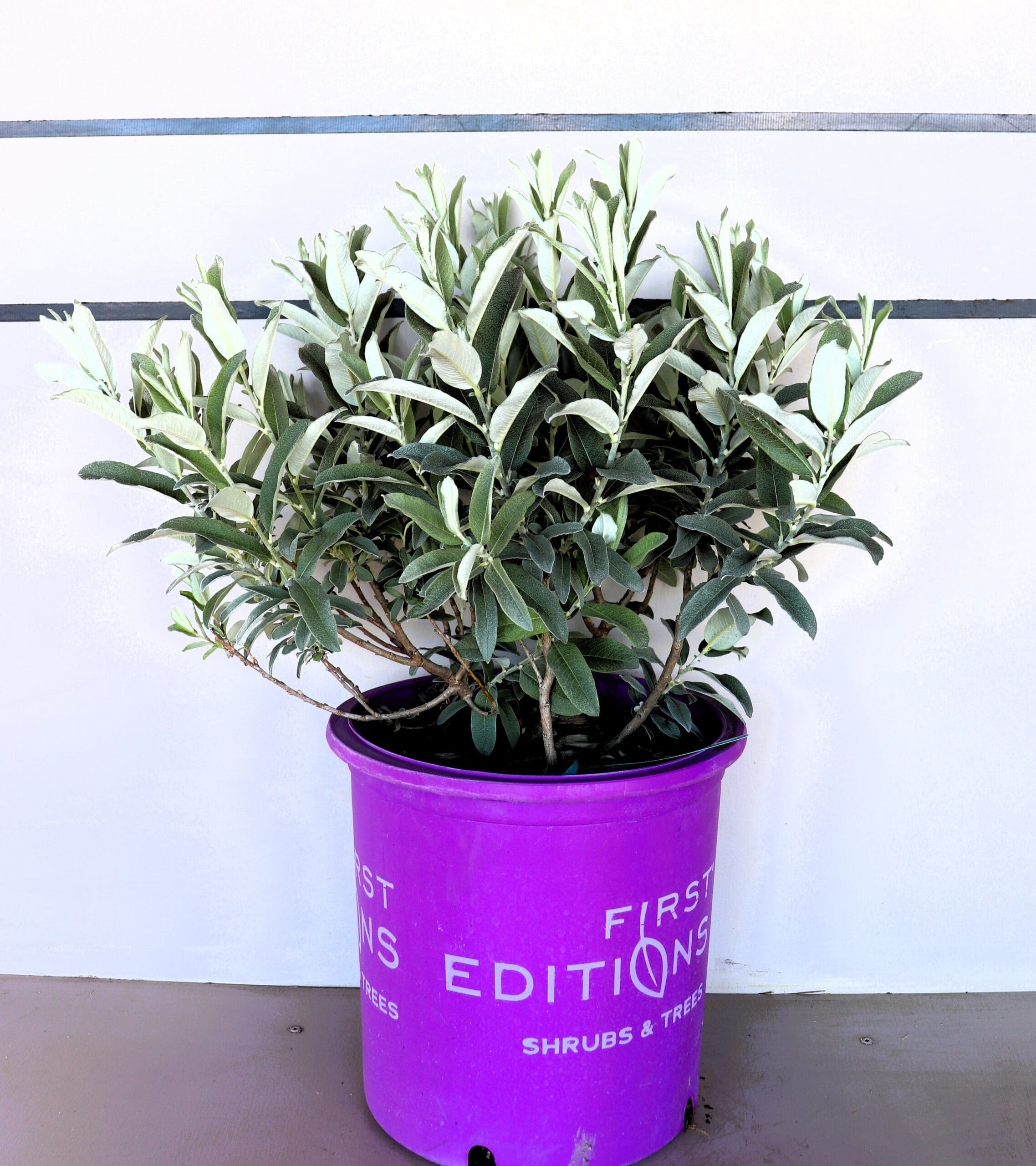 Salix candida 'Jefberg' (Iceberg)