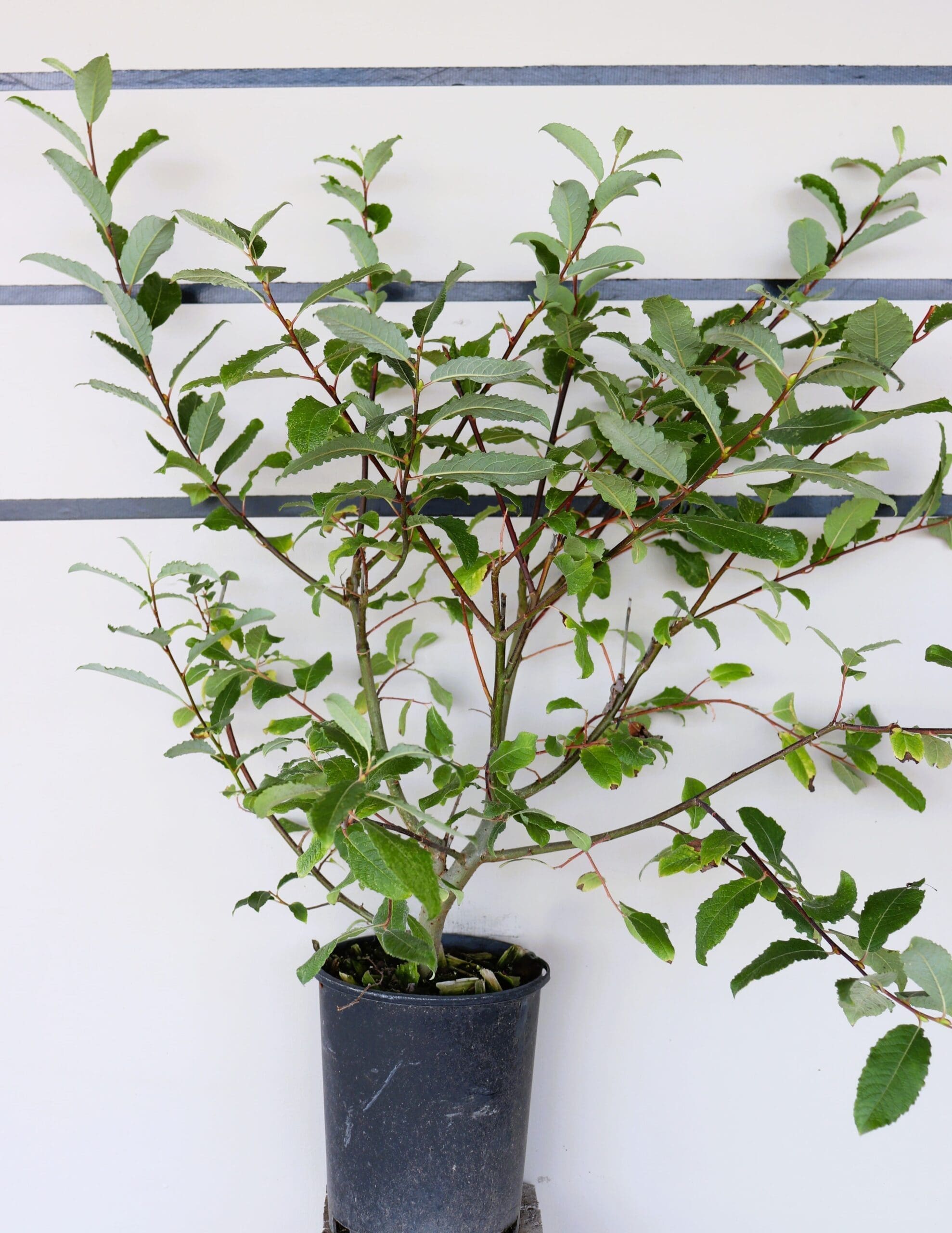 Salix discolor