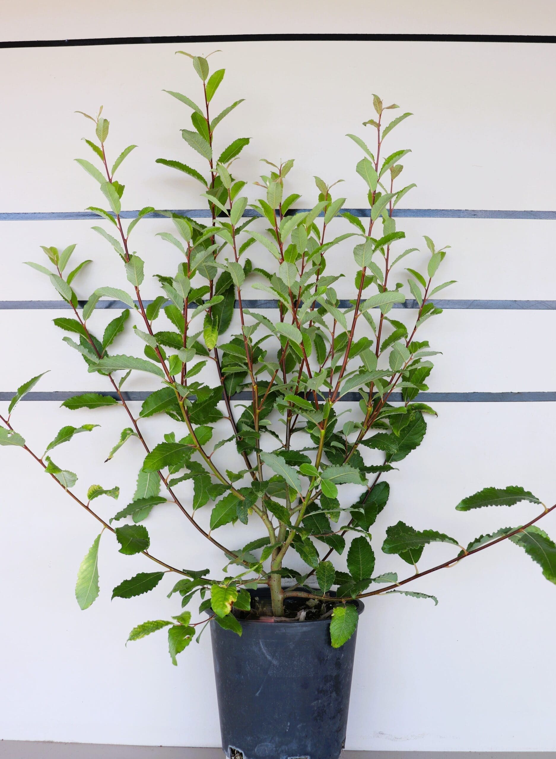Salix discolor