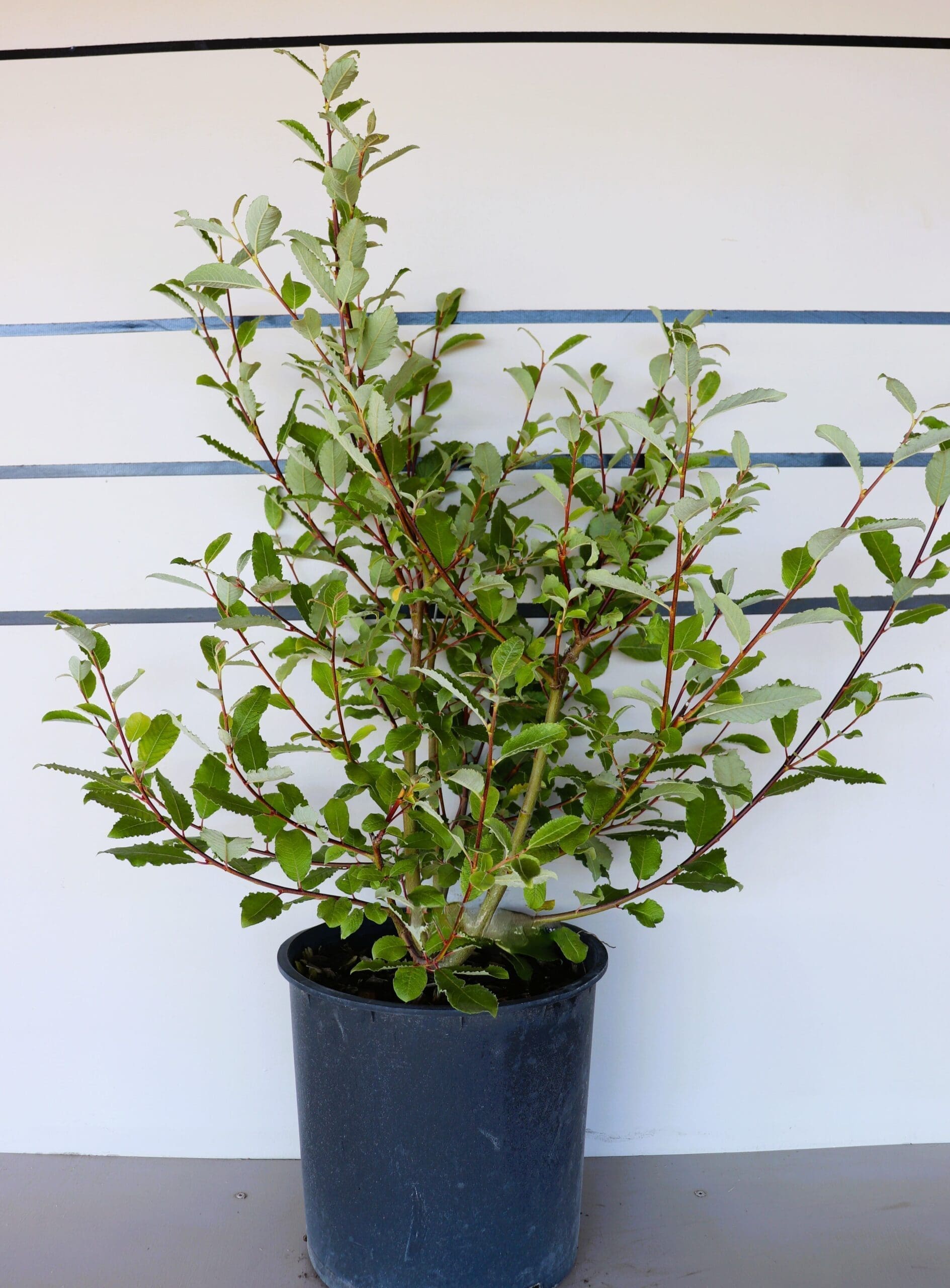 Salix discolor