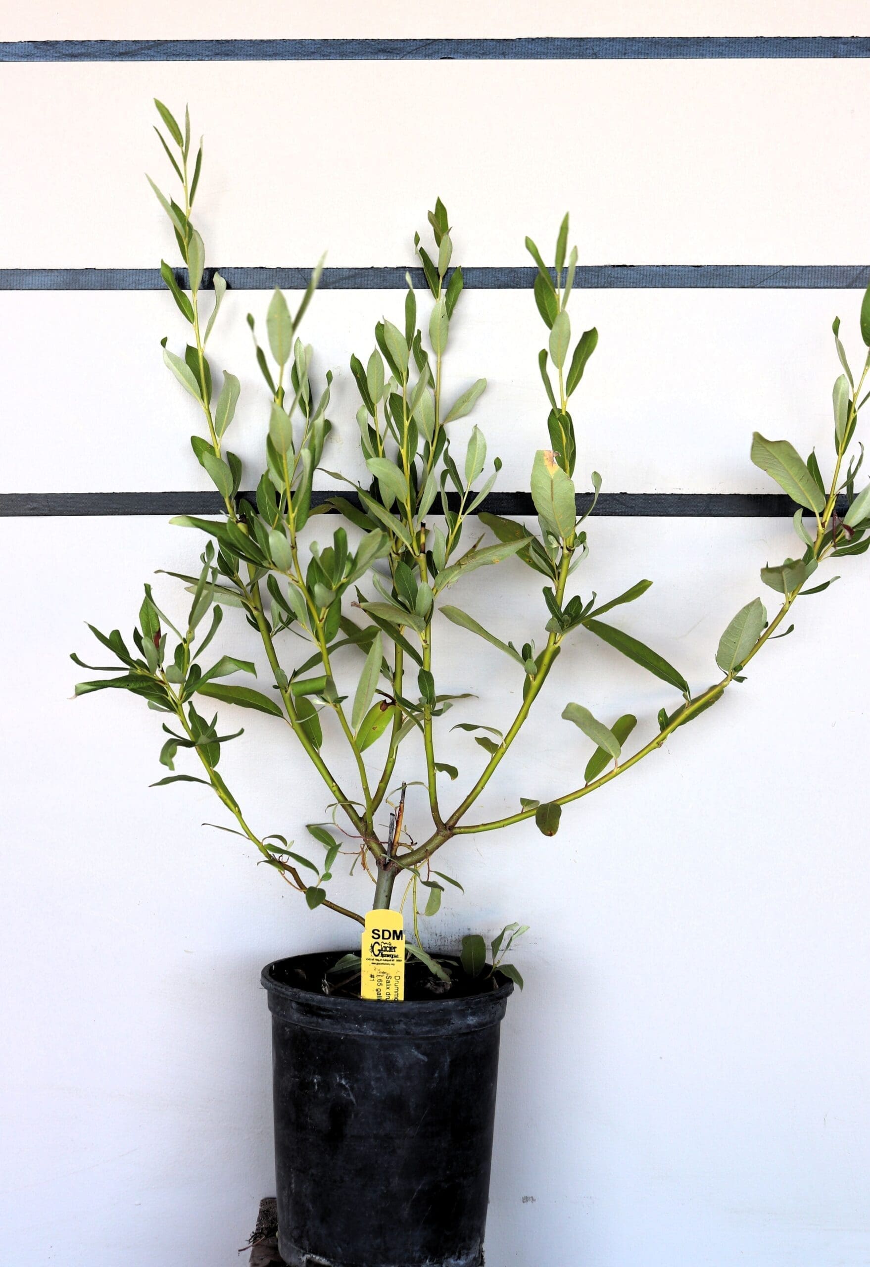 Salix drummondiana