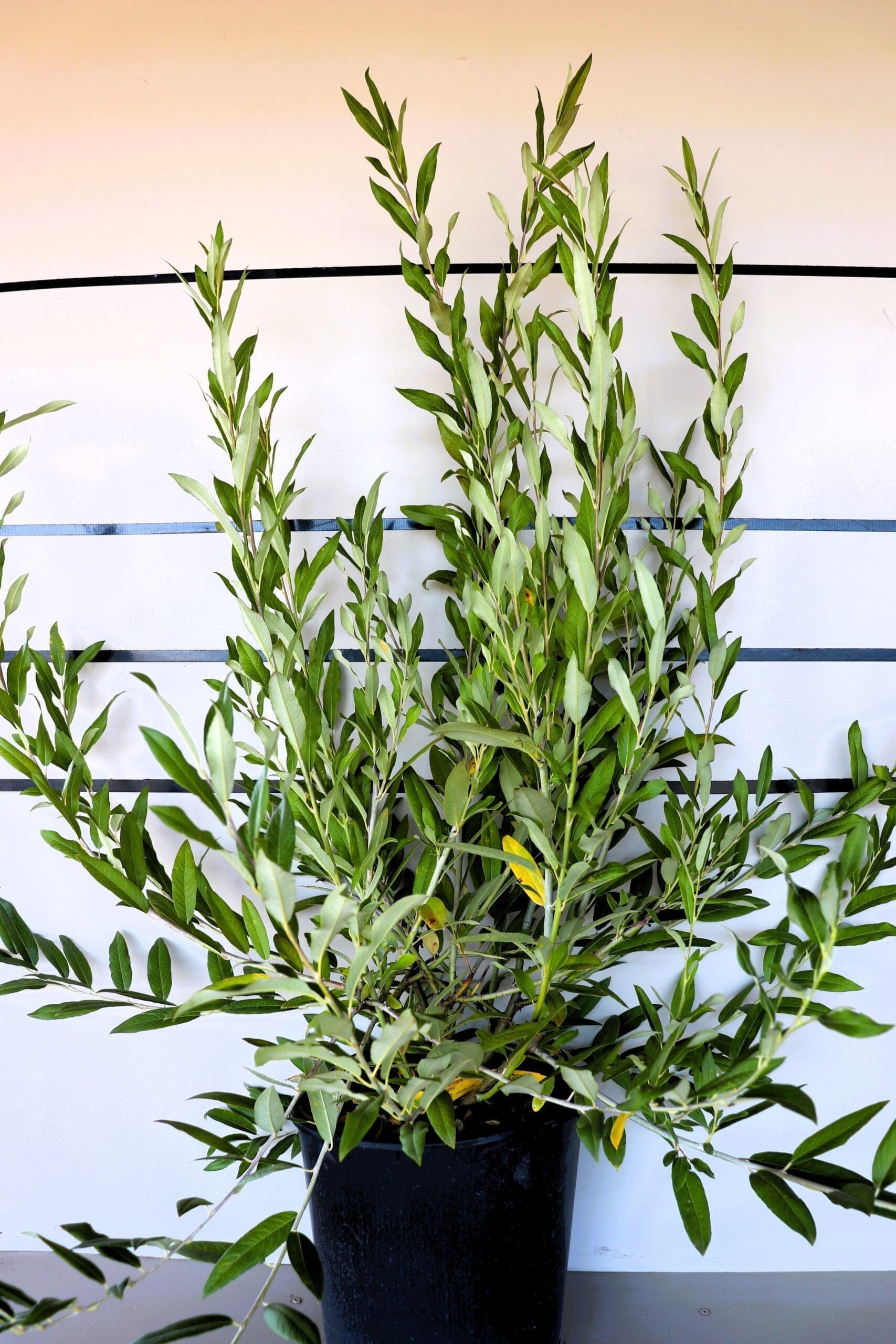 Salix drummondiana