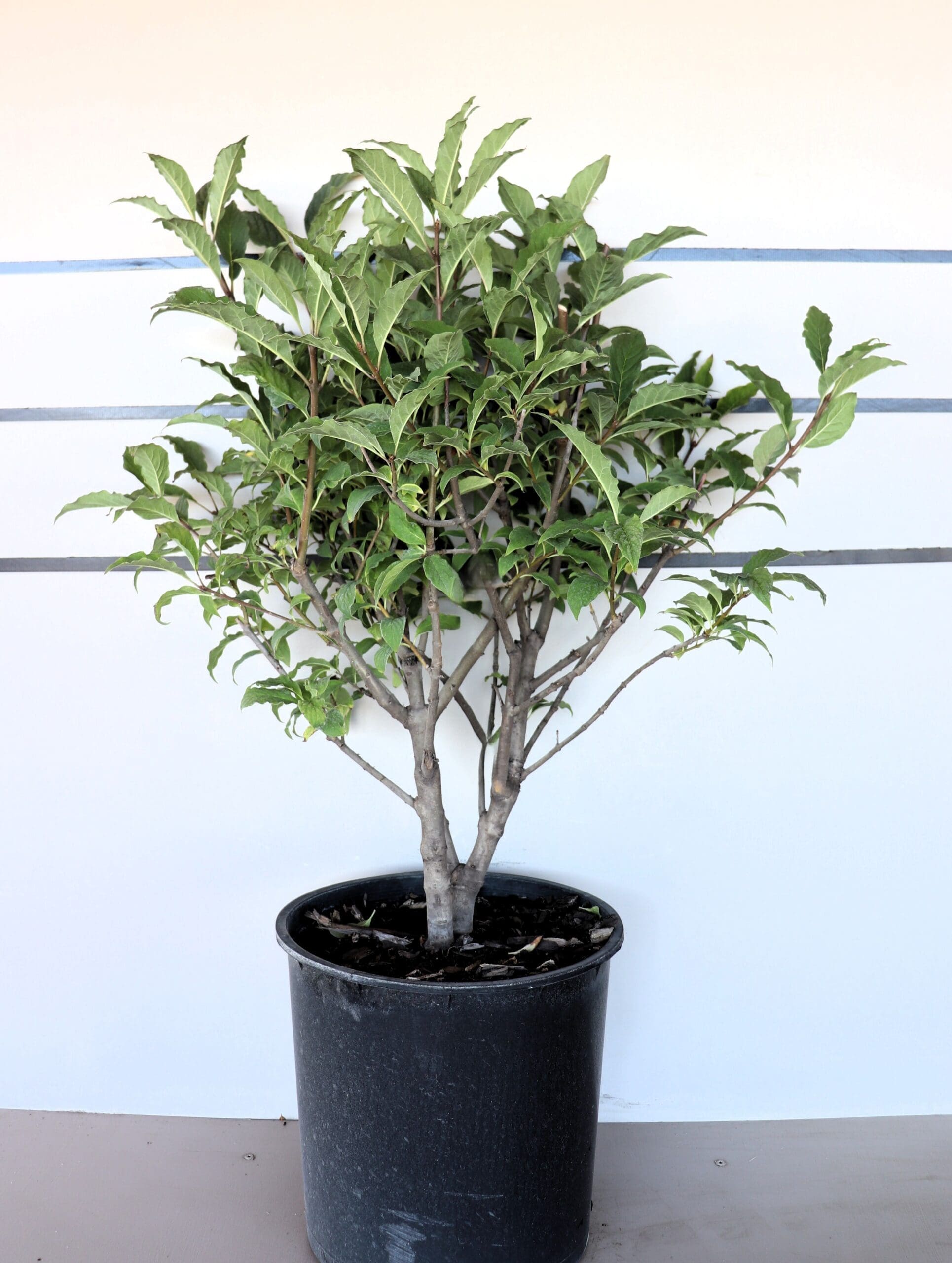 Syringa x prestoniae 'Donald Wyman'