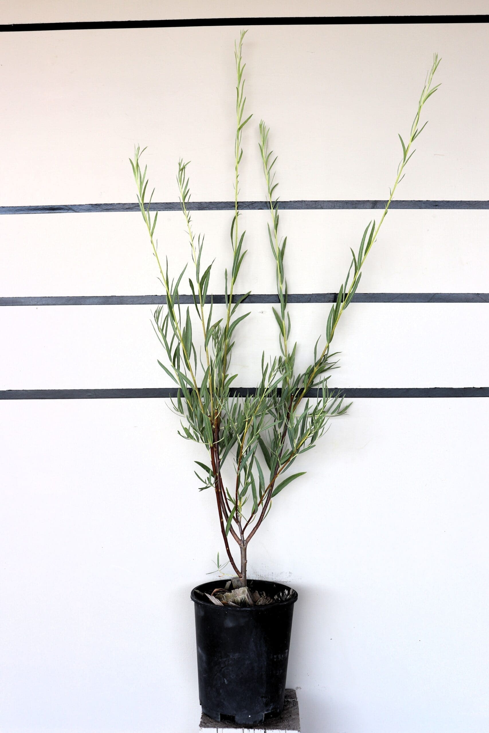 Salix exigua