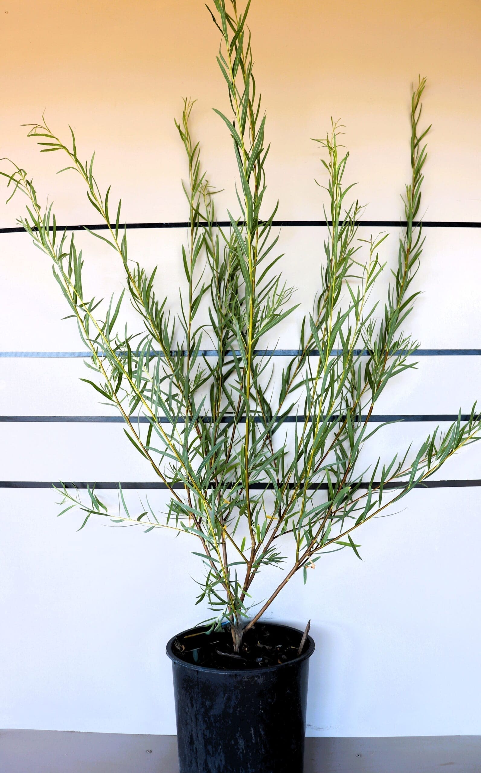 Salix exigua