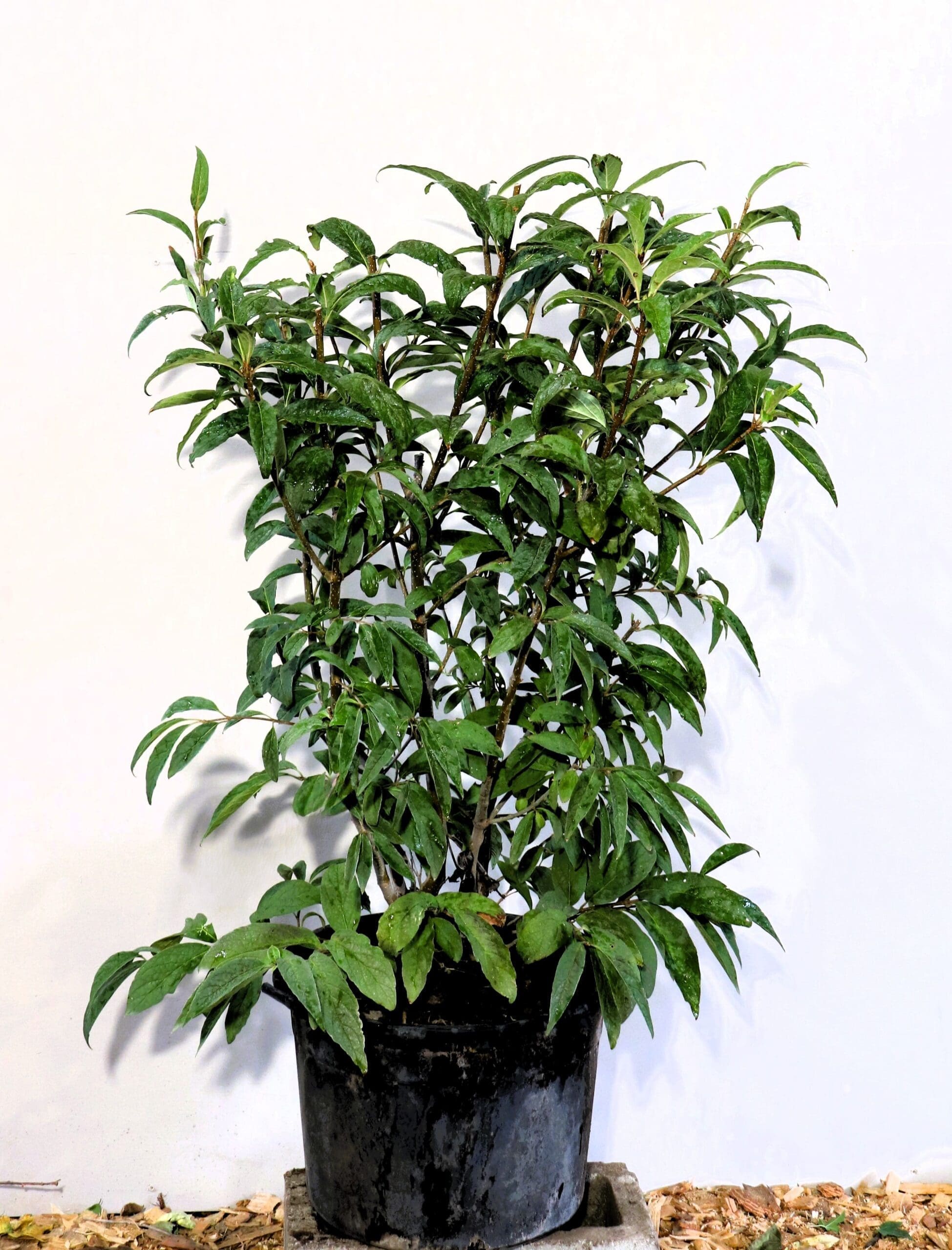 Syringa x prestoniae 'James Macfarlane'