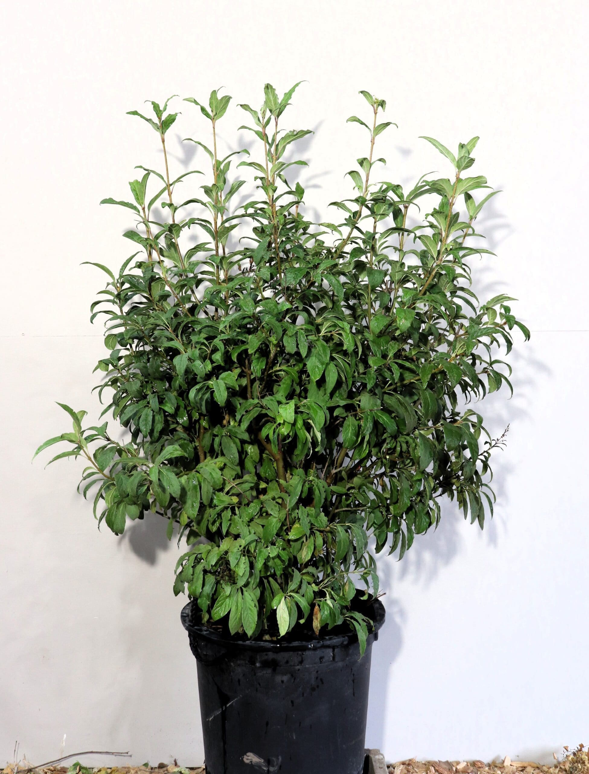 Syringa x prestoniae 'James Macfarlane'