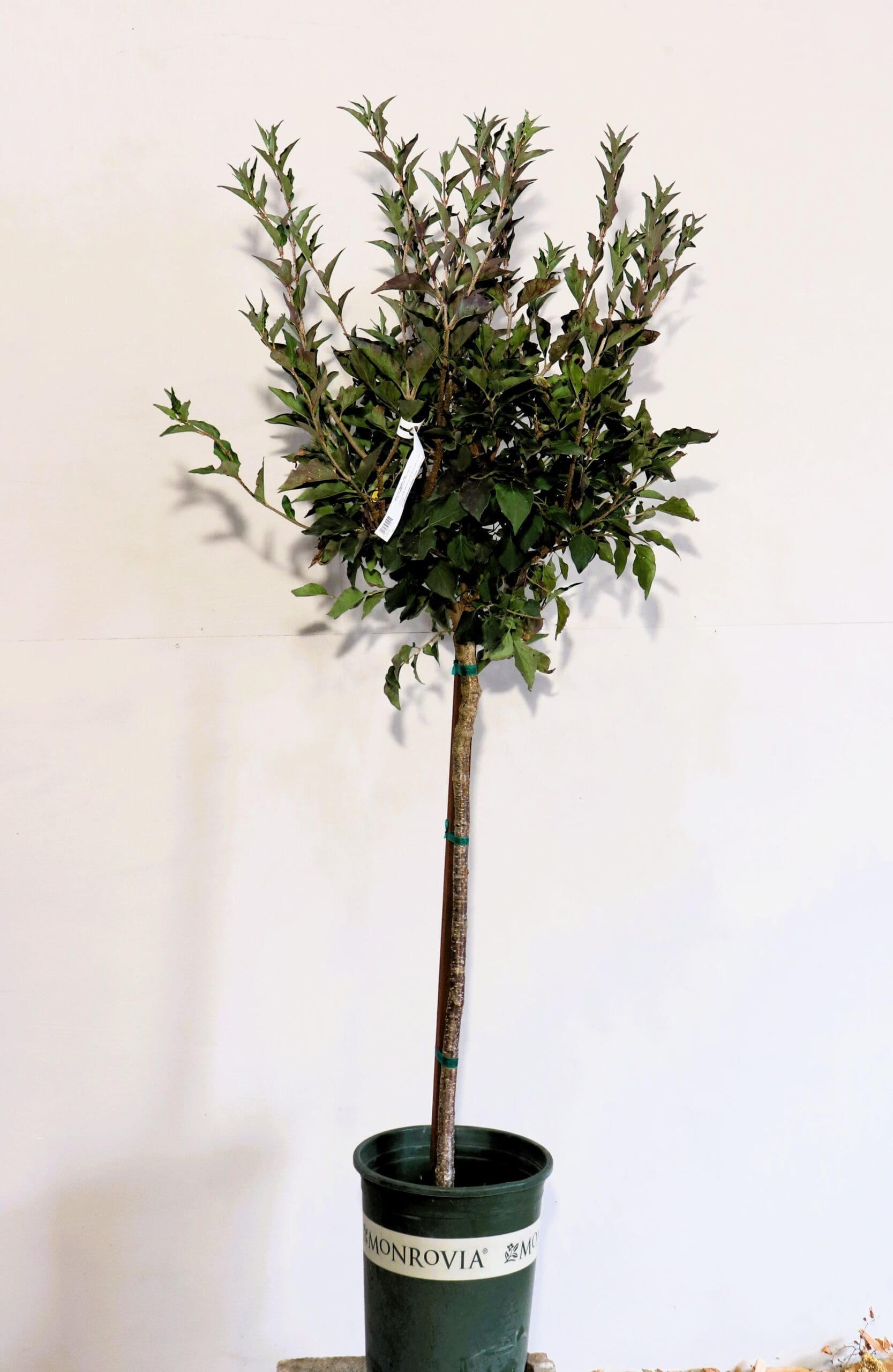 Syringa patula 'Miss Kim' S/S