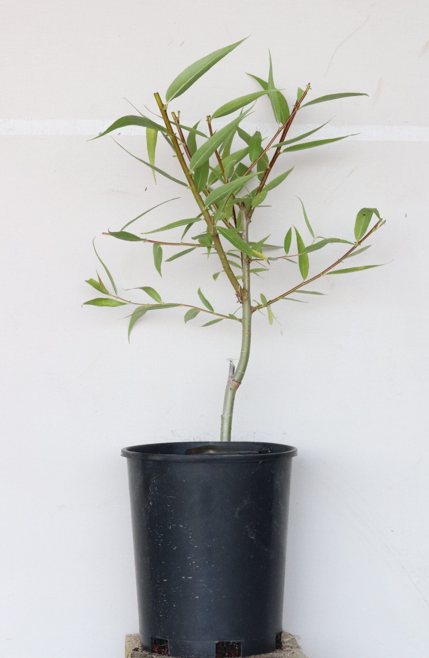 Salix lasiandra