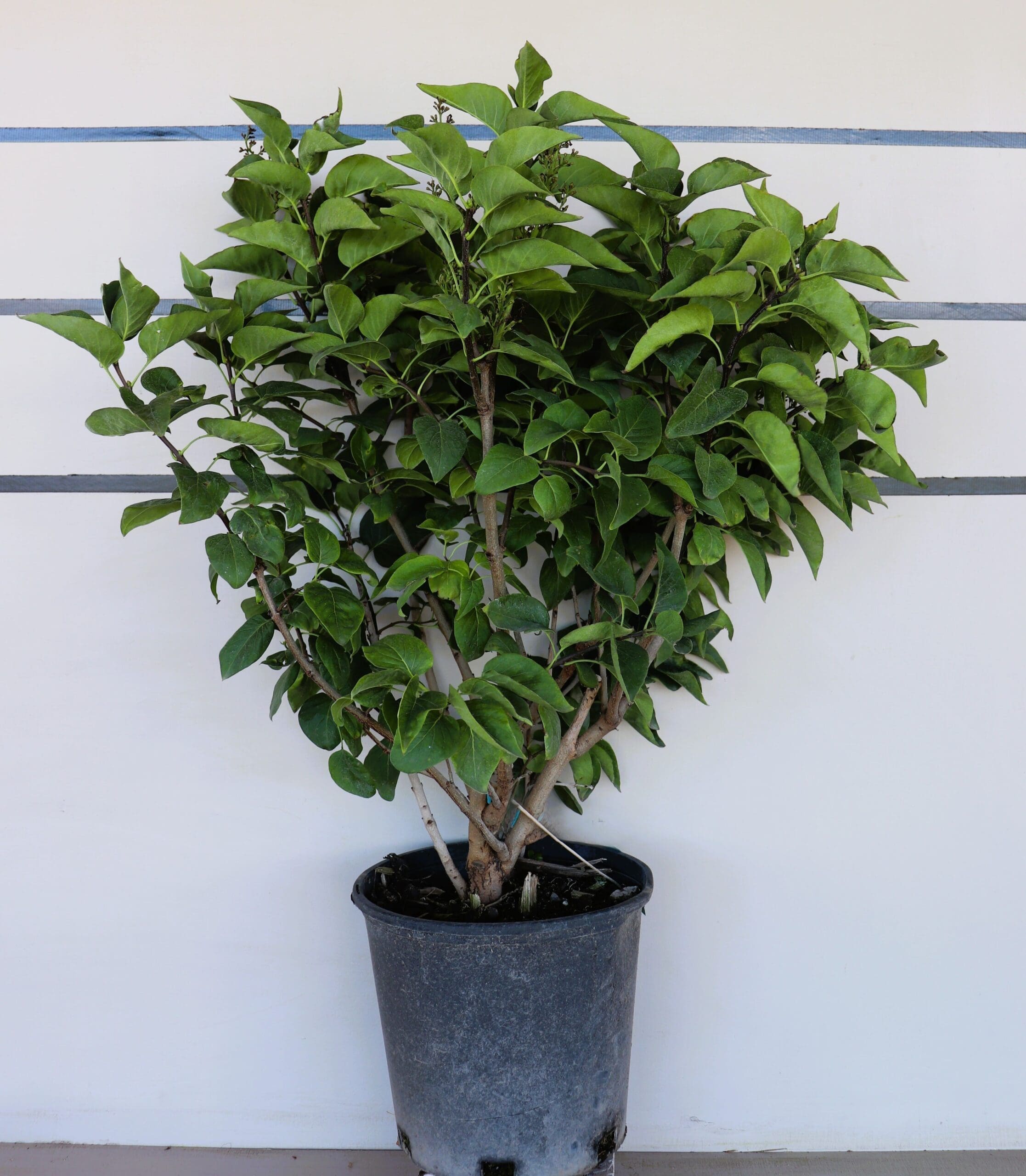 Syringa vulgaris 'Ludwig Spaeth'