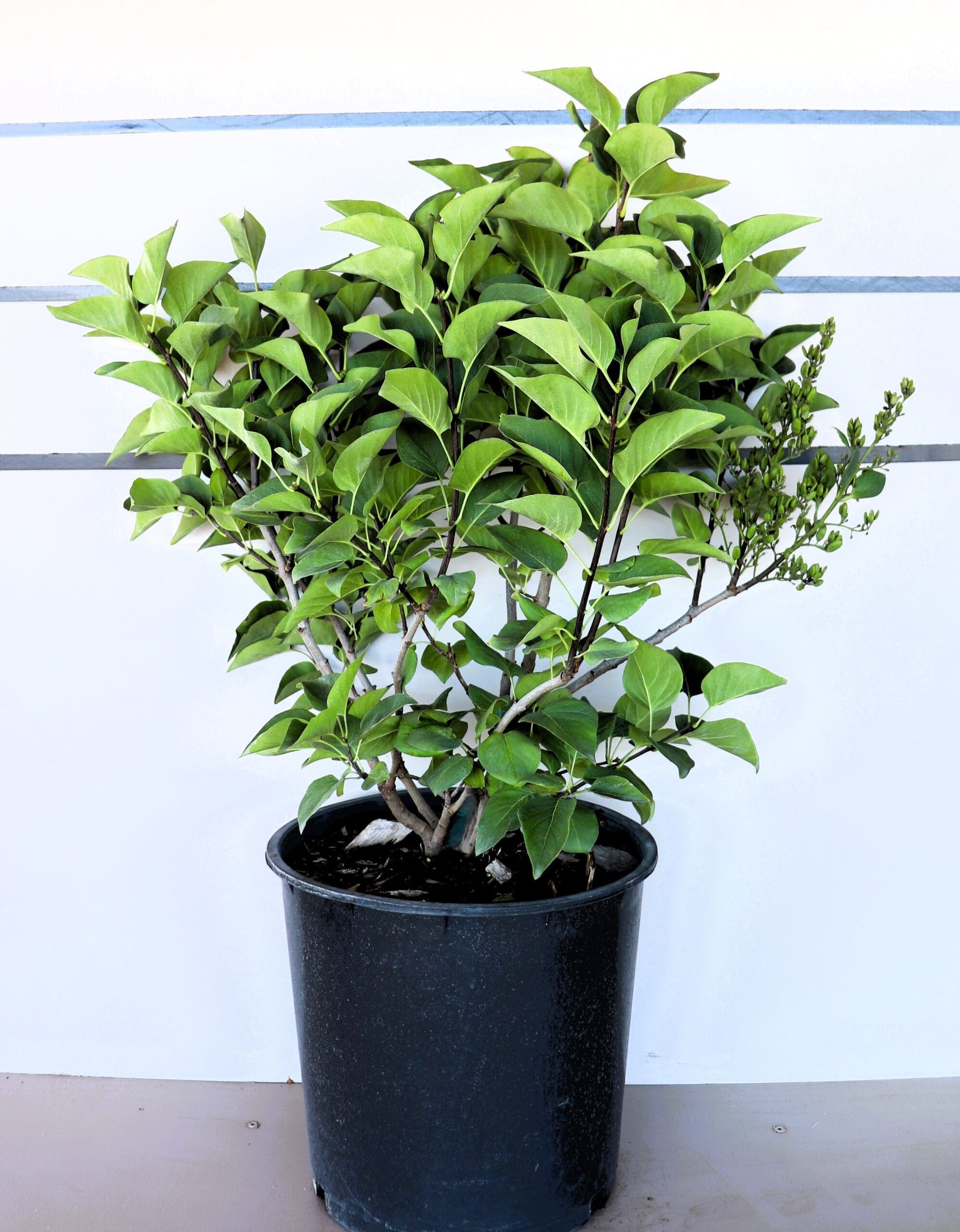 Syringa vulgaris 'Ludwig Spaeth'