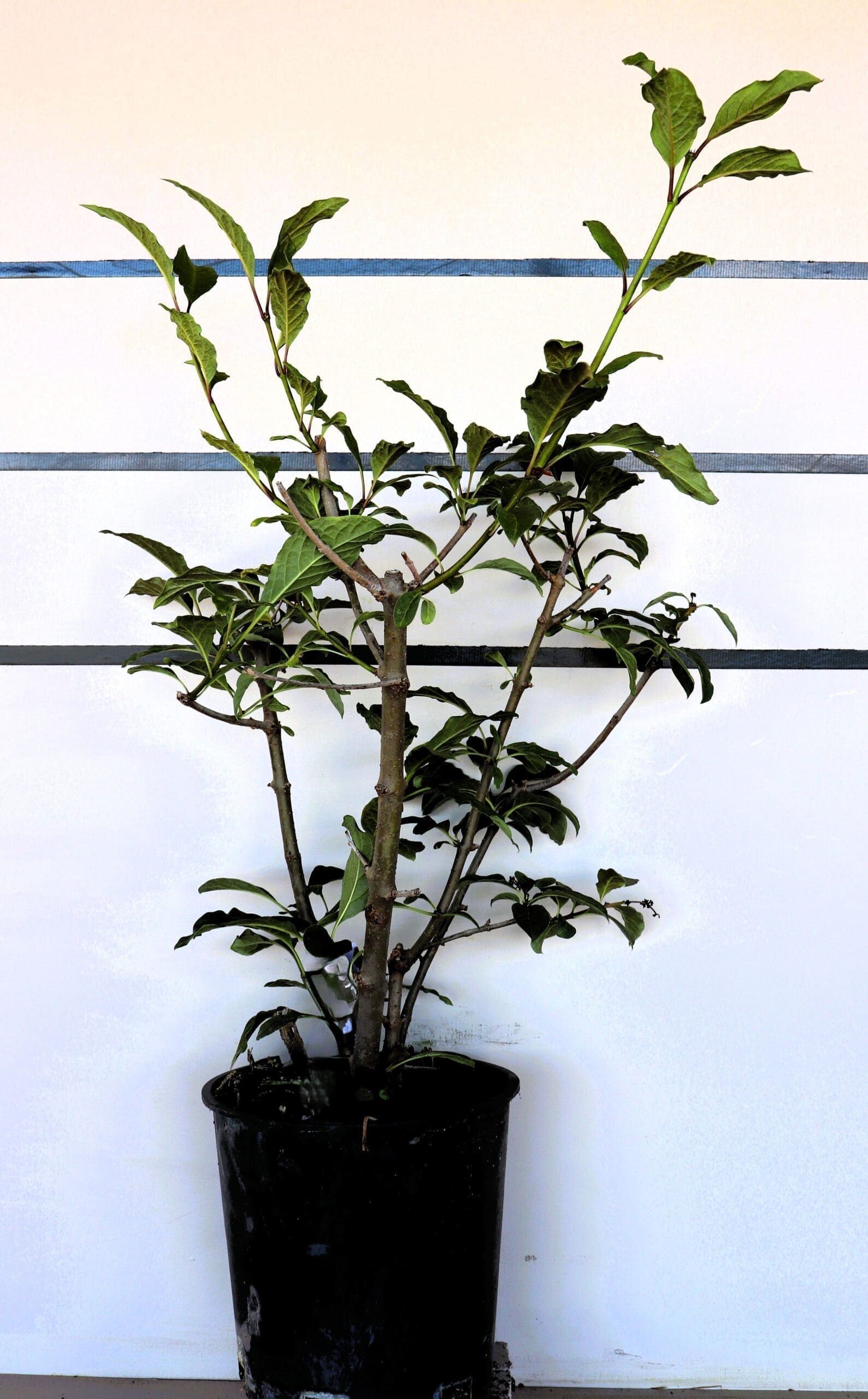 Syringa 'Miss Canada'