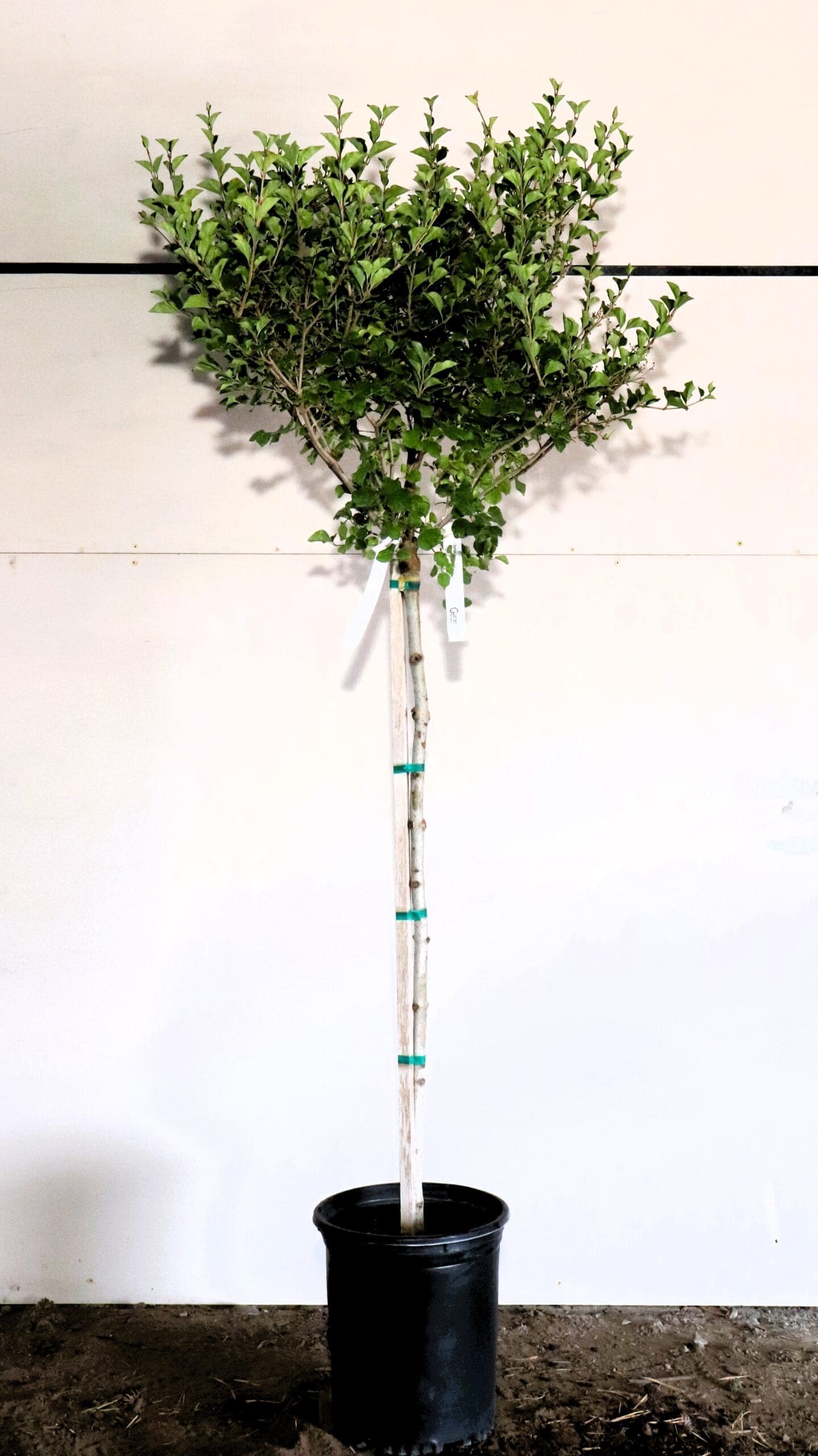 Syringa meyeri 'Palibin' S/S