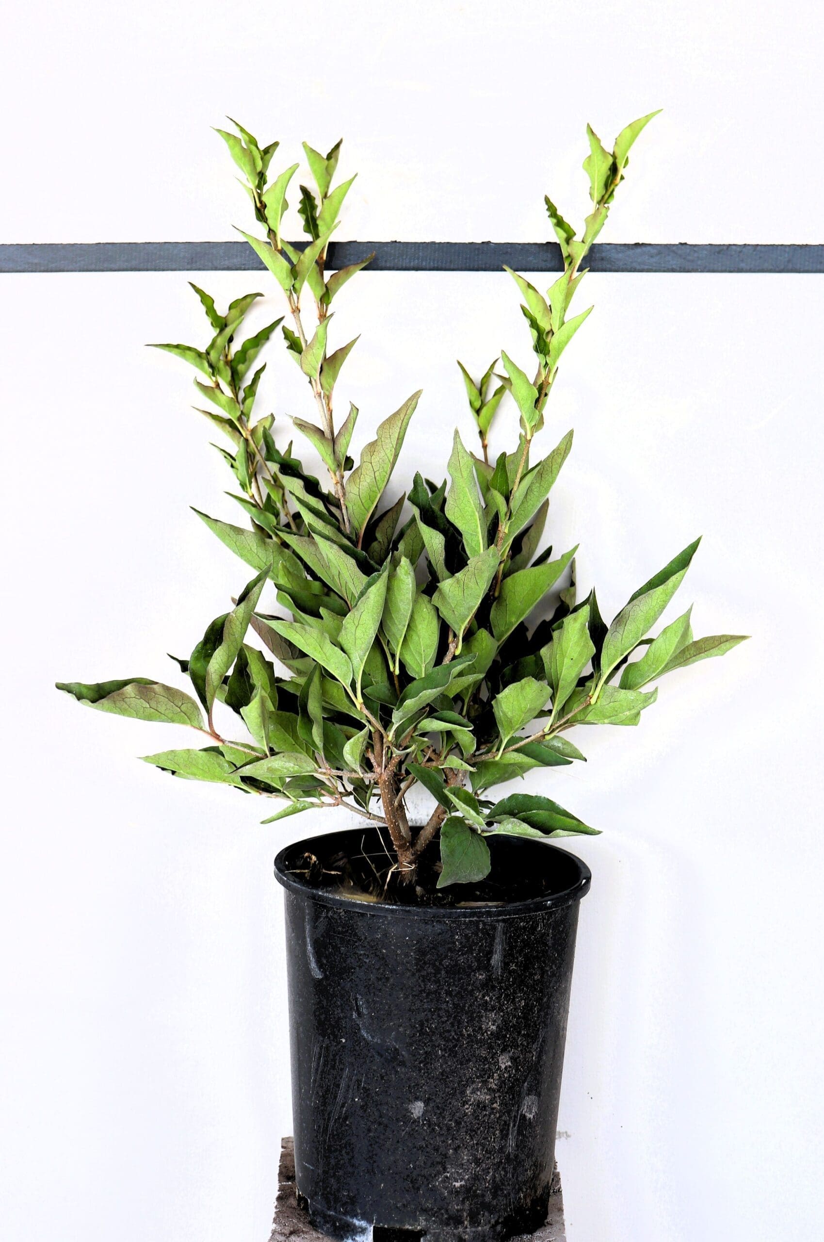 Syringa patula 'Miss Kim'