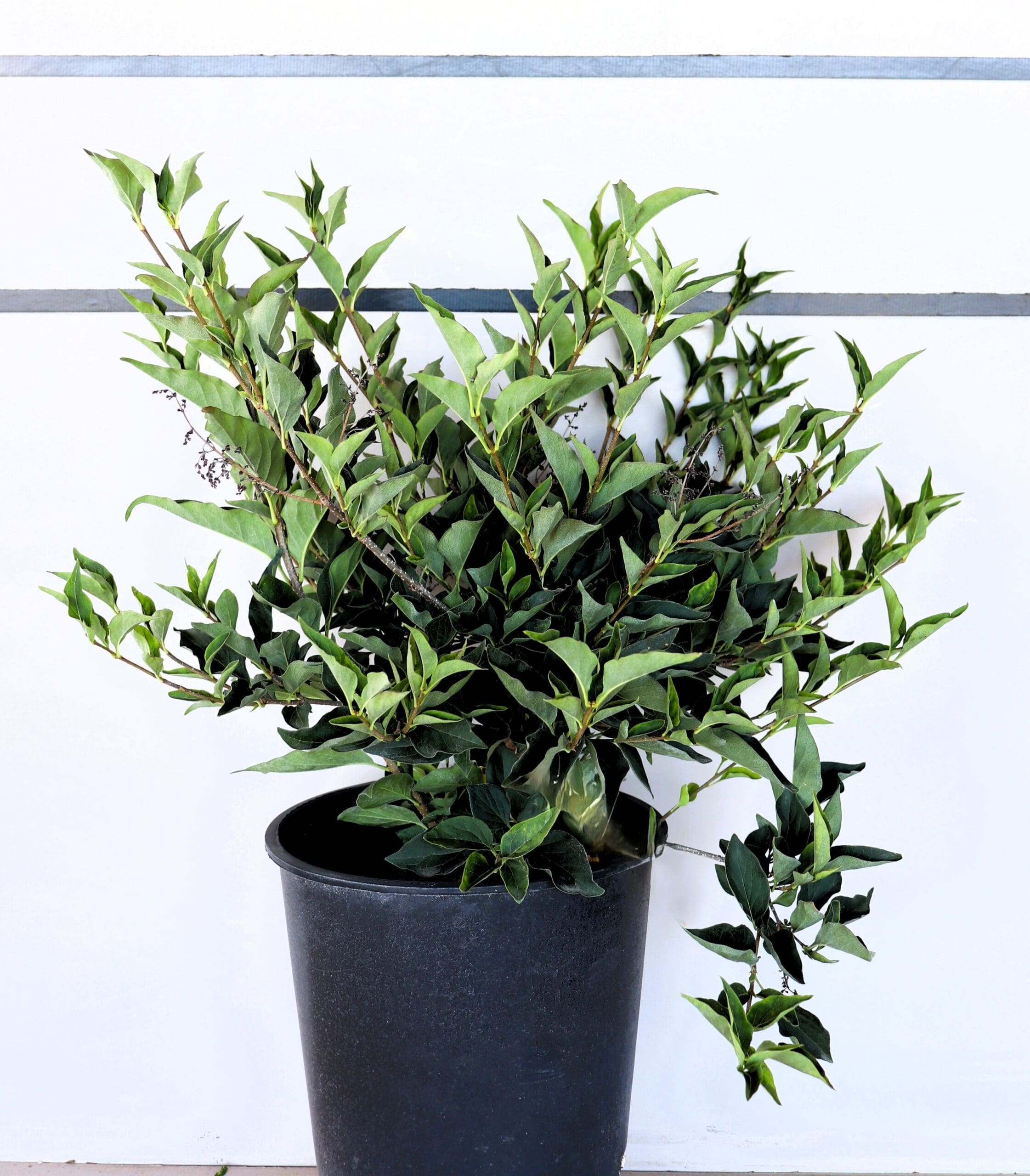 Syringa patula 'Miss Kim'
