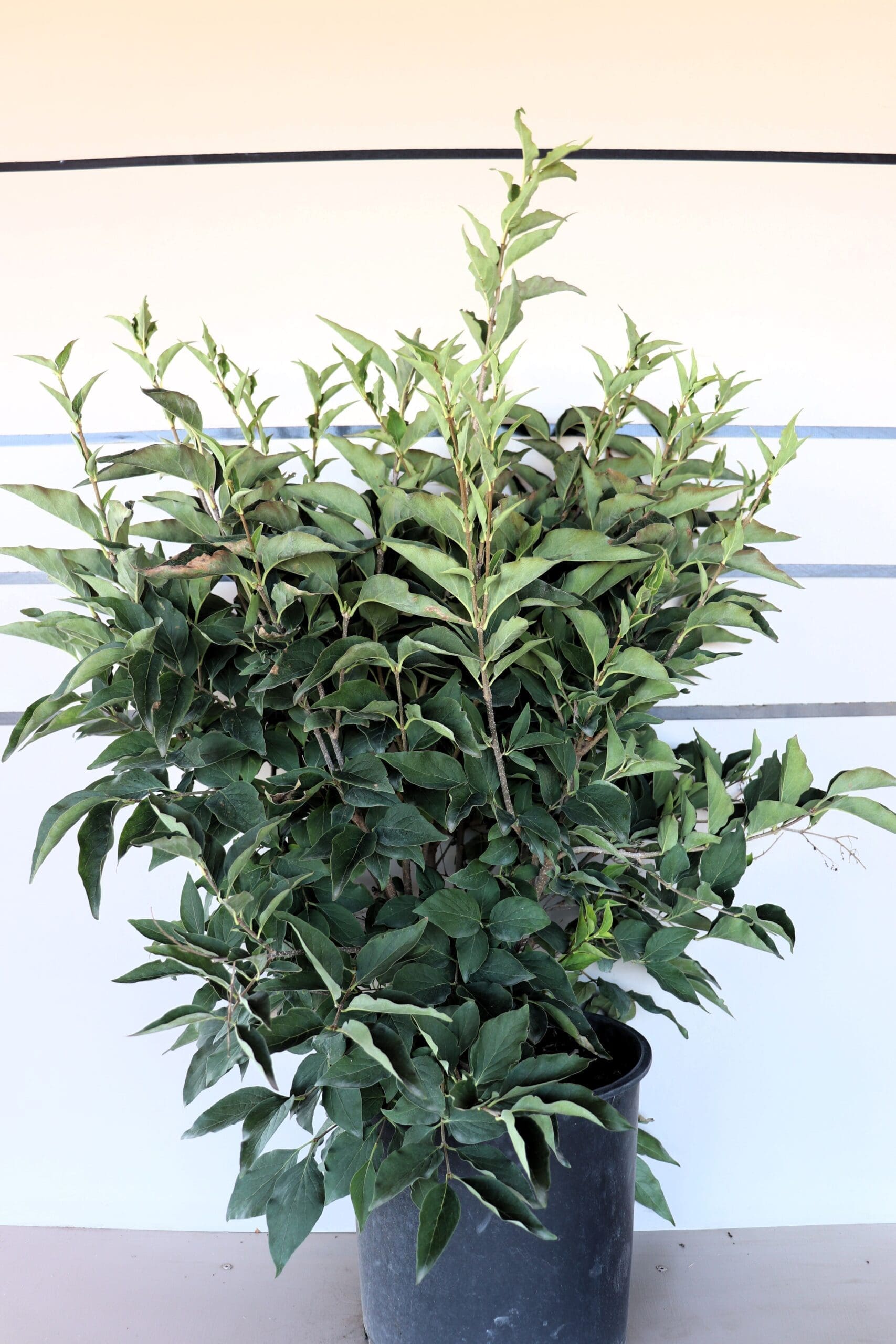 Syringa patula 'Miss Kim'