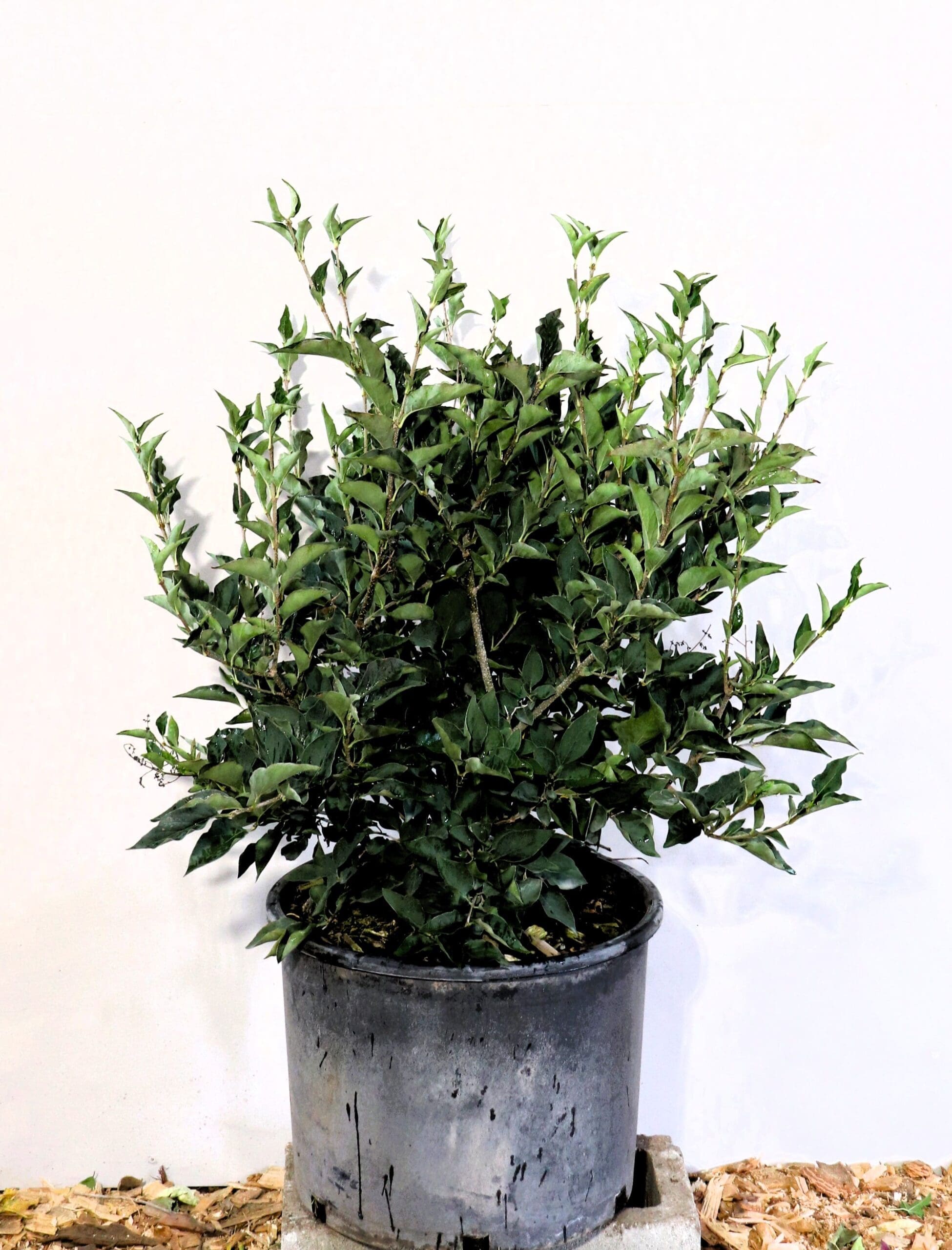 Syringa patula 'Miss Kim'