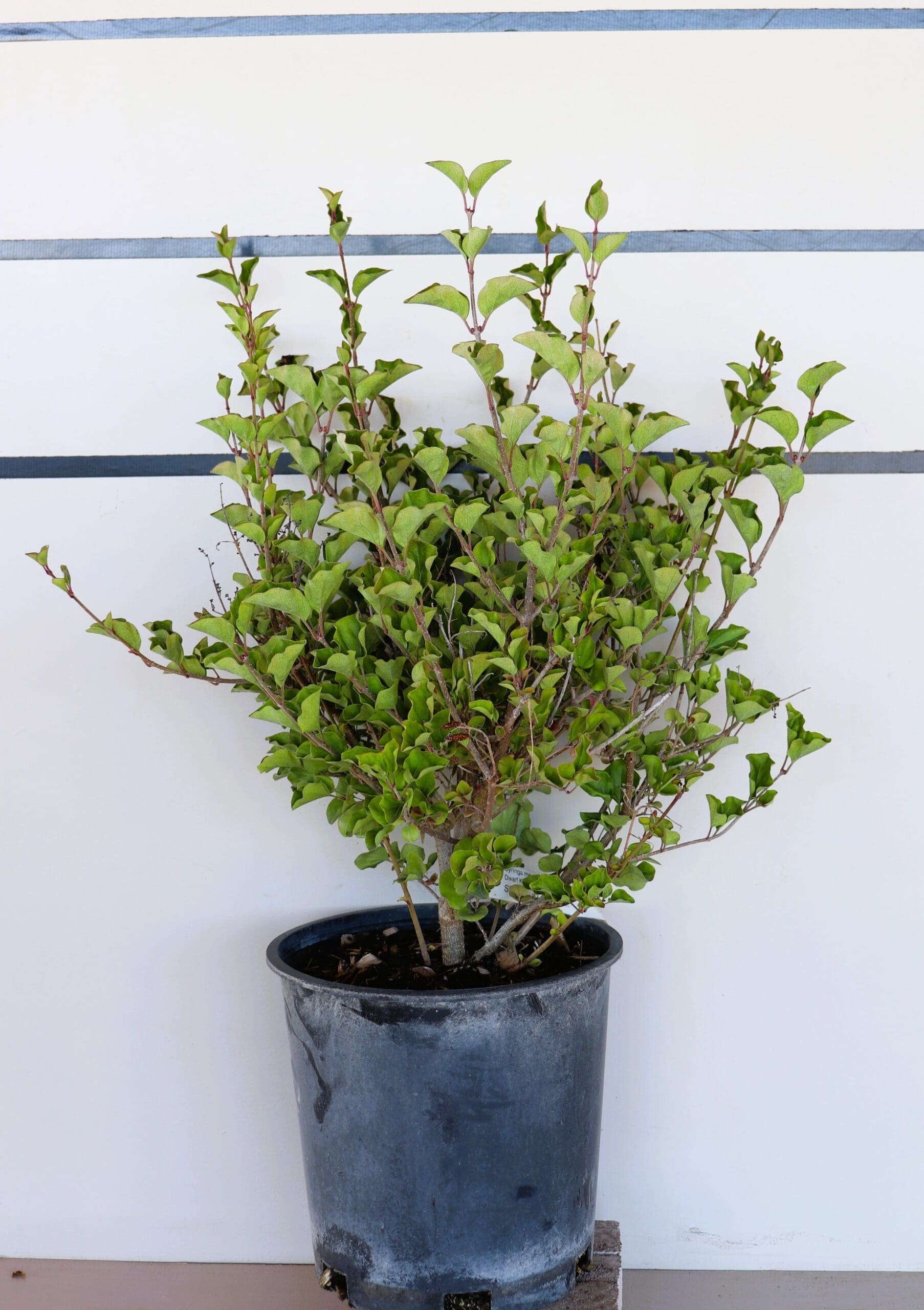 Syringa meyeri 'Palibin'