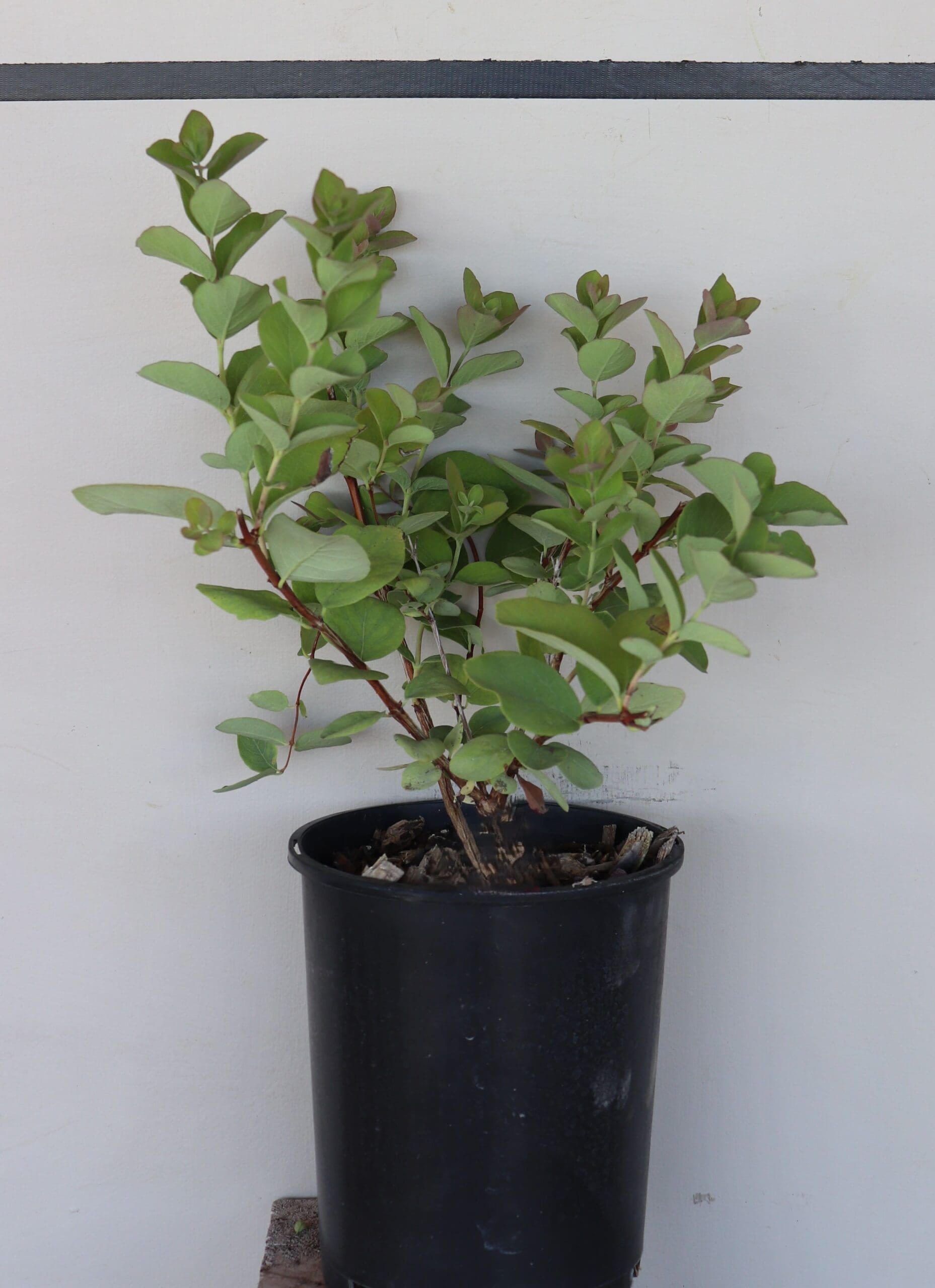 Symphoricarpos occidentalis
