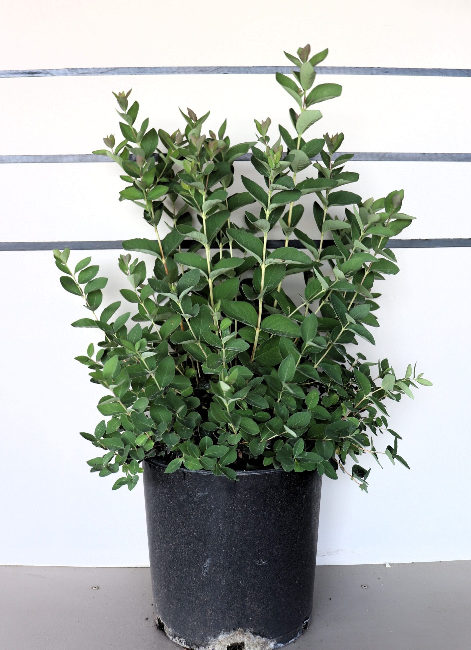 Symphoricarpos occidentalis