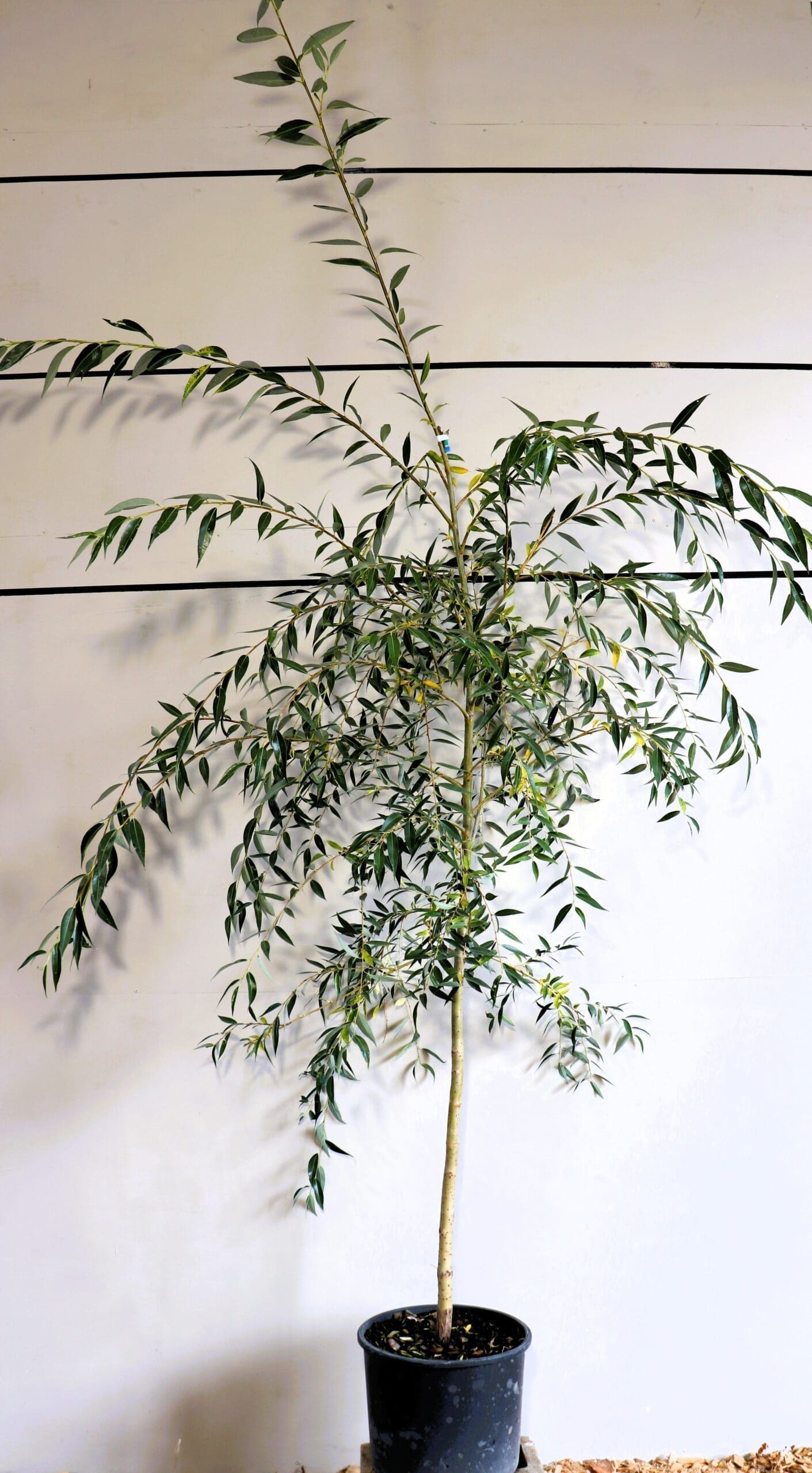 Salix x 'Prairie Cascade'
