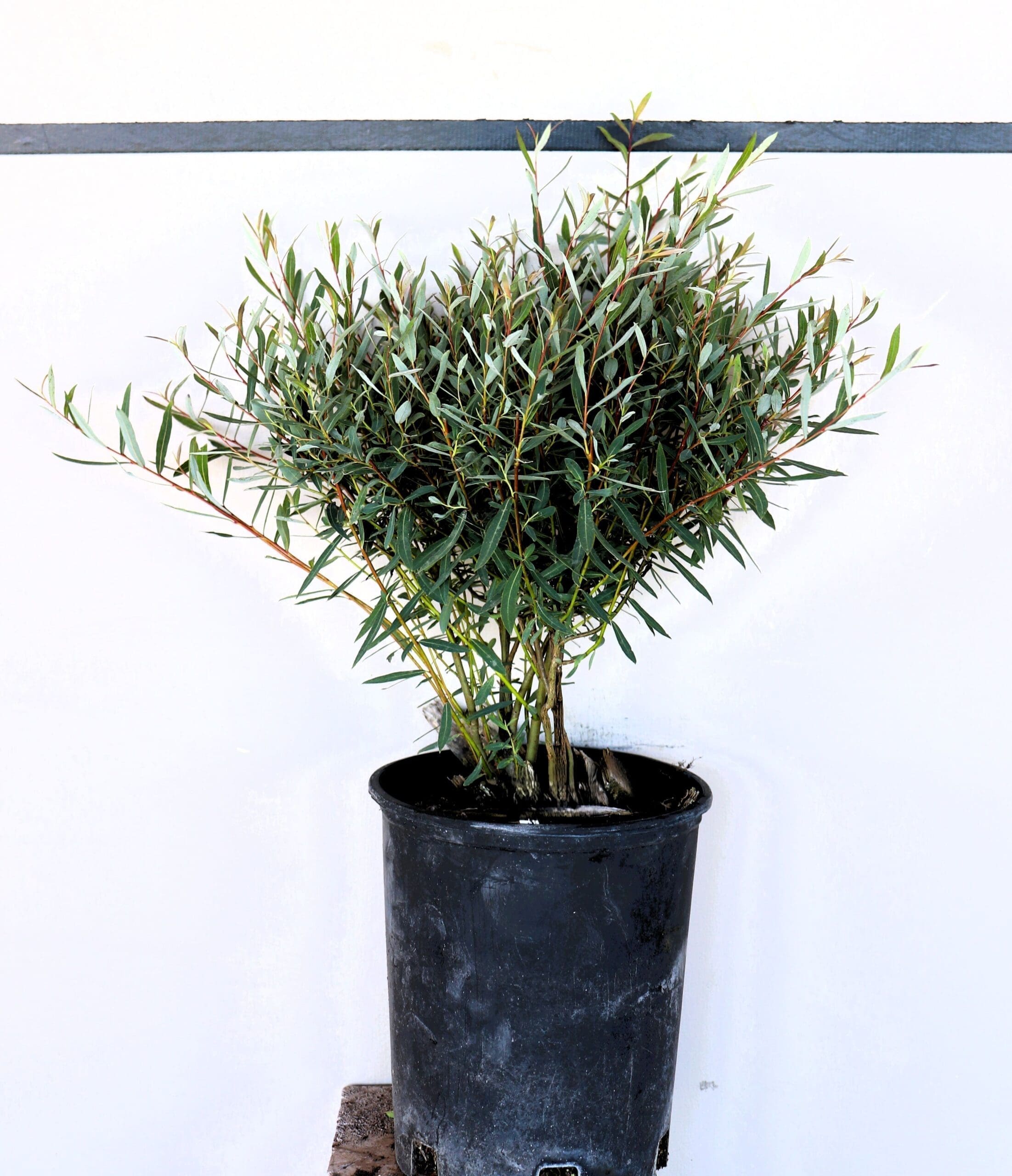 Salix purpurea 'Nana'
