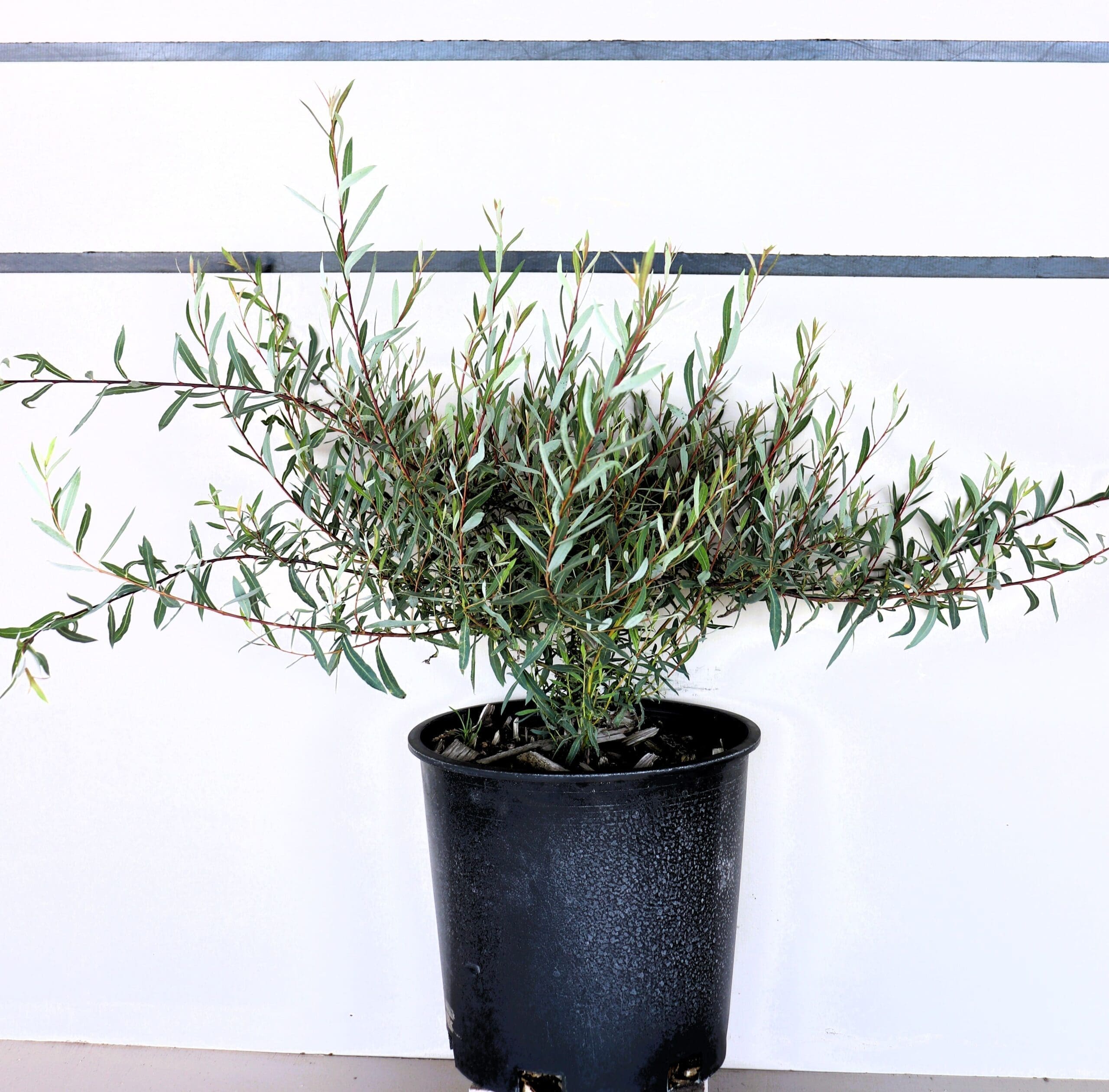 Salix purpurea 'Nana'