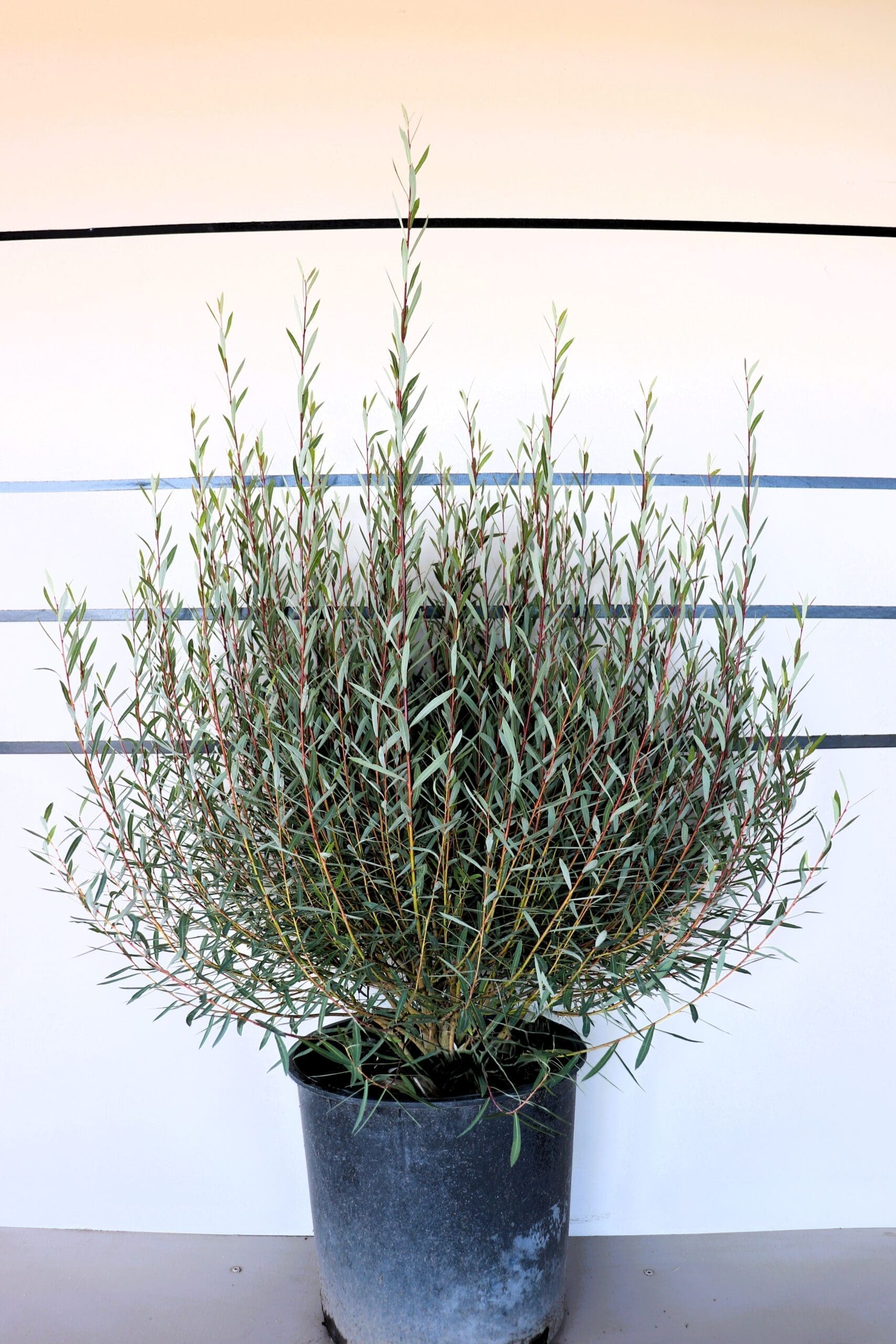 Salix purpurea 'Nana'