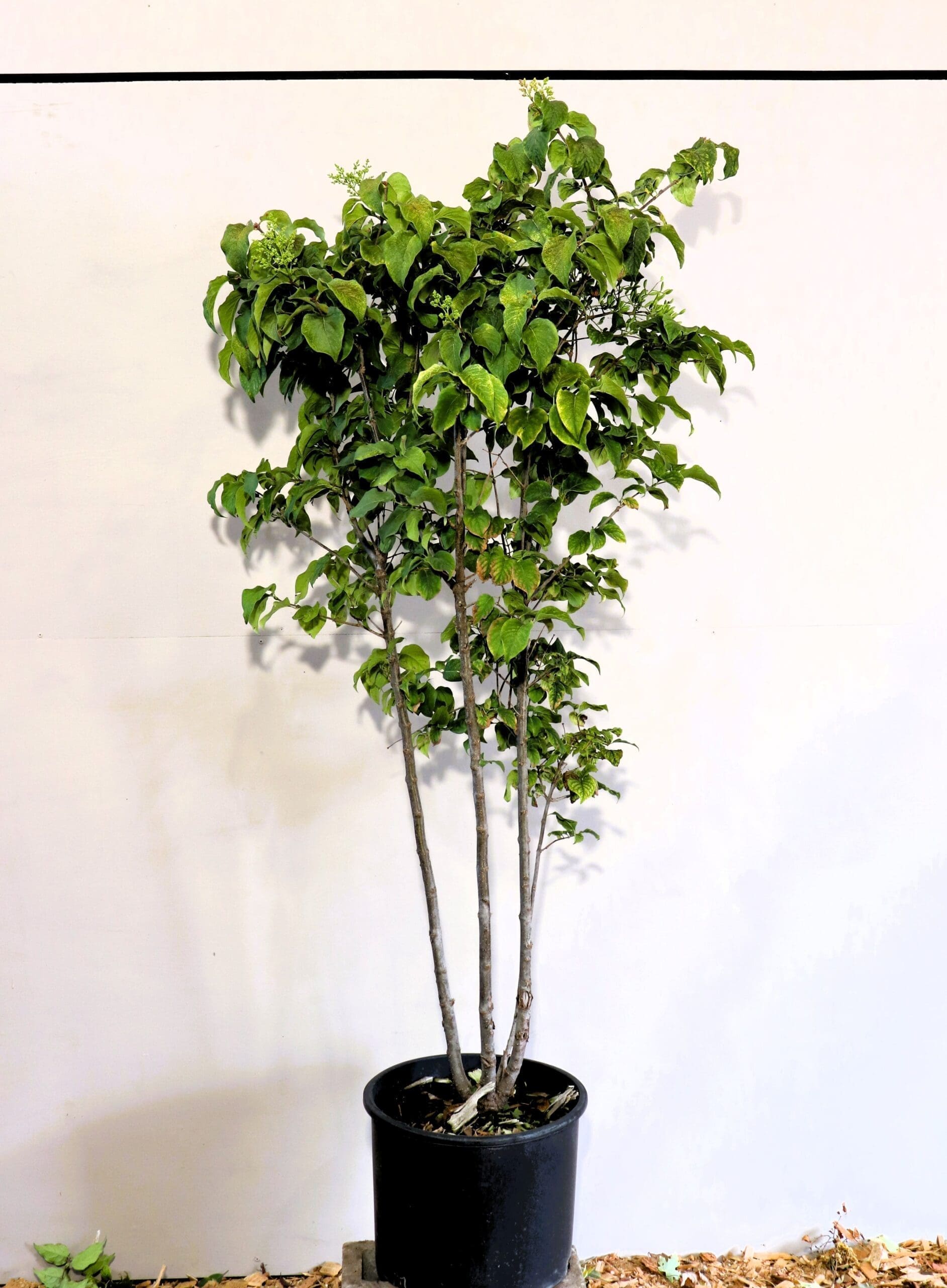 Syringa reticulata M/S