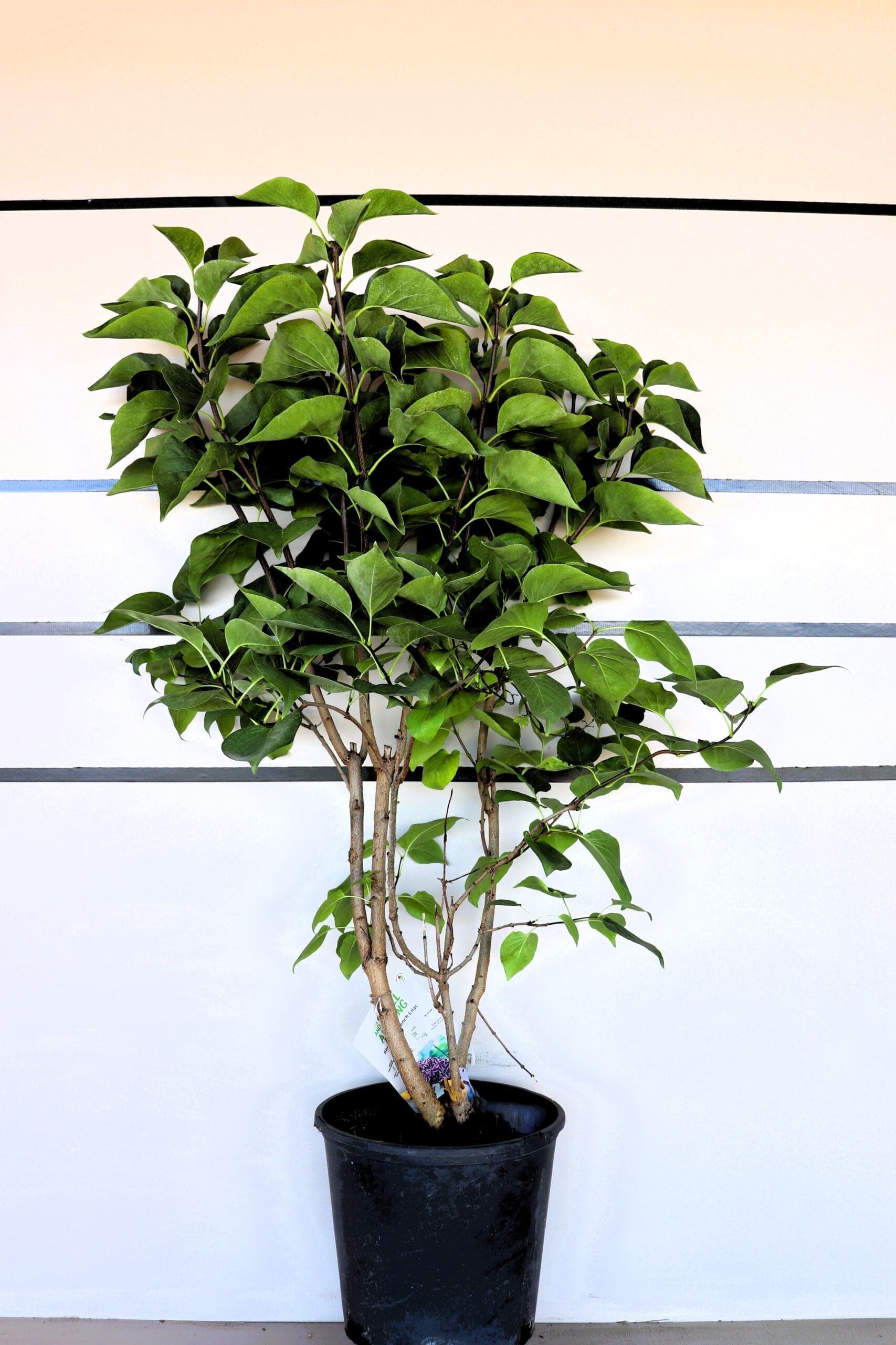 Syringa vulgaris 'Sensation'