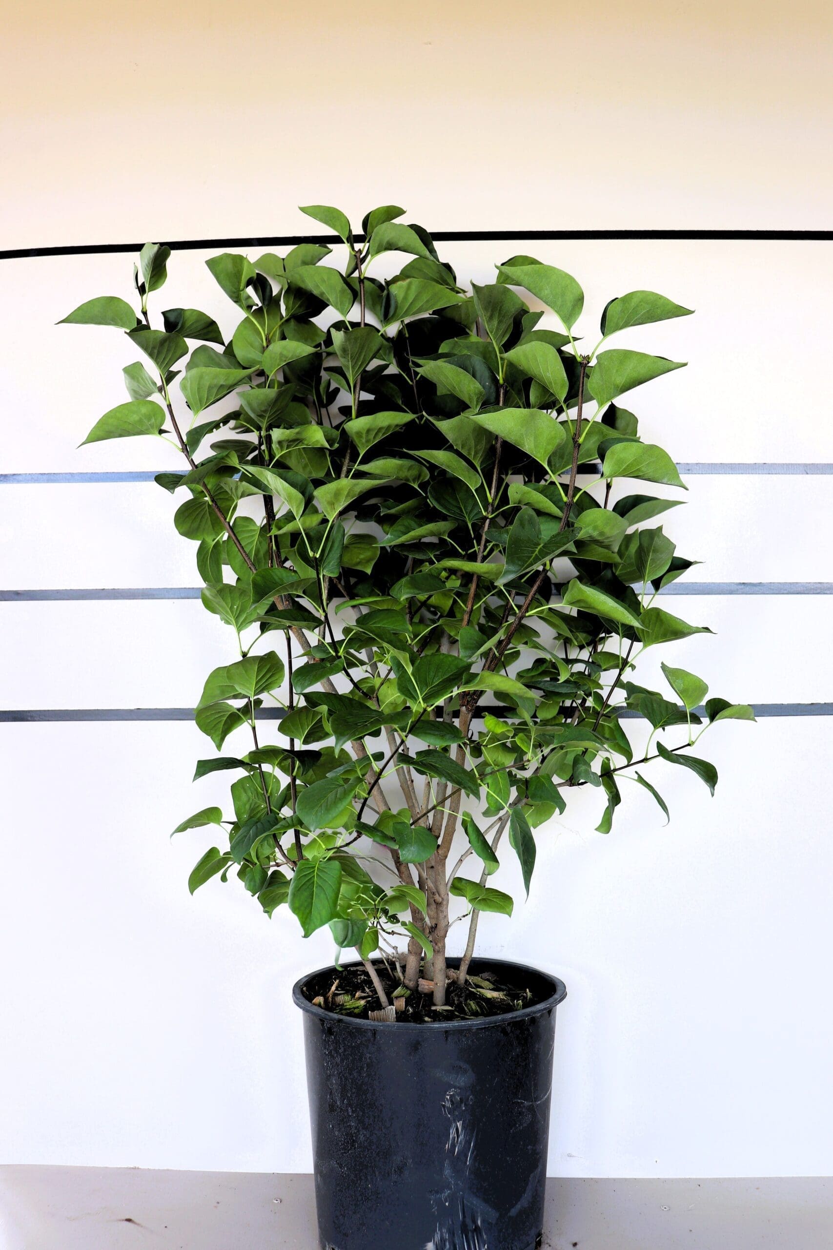 Syringa vulgaris 'Sensation'