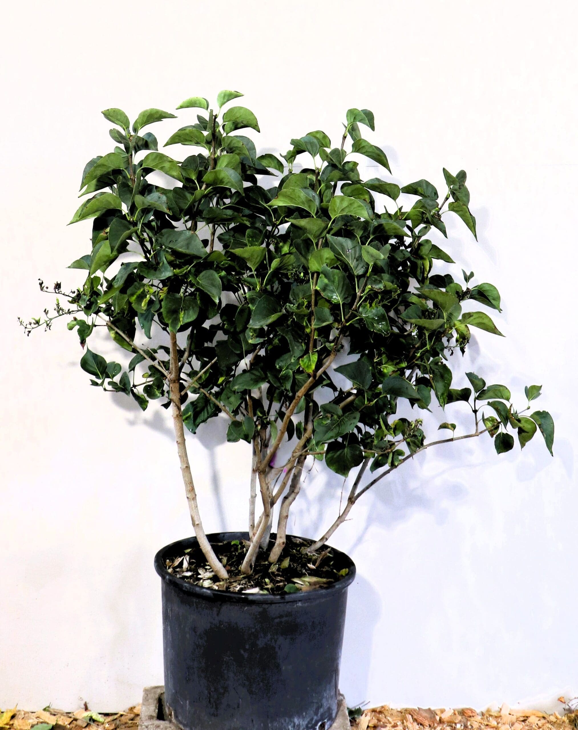 Syringa vulgaris 'Sensation'