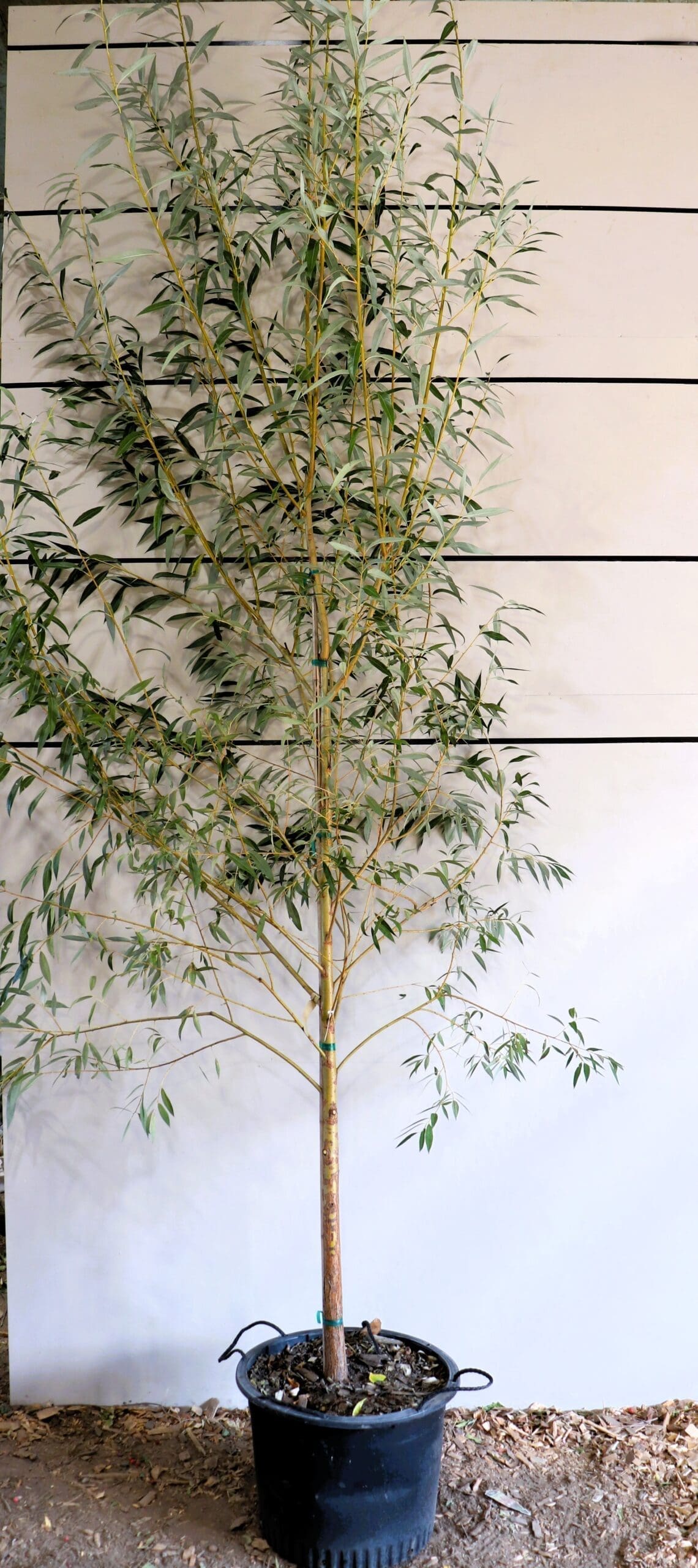 Salix alba 'Vitellina'