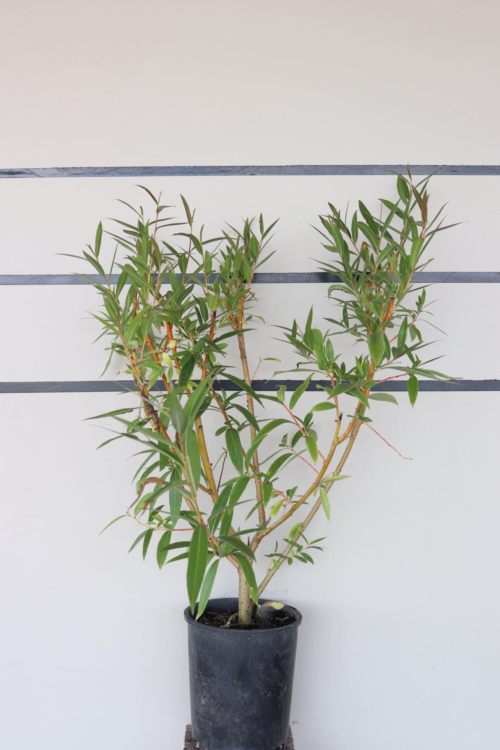 Salix alba 'Vitellina'