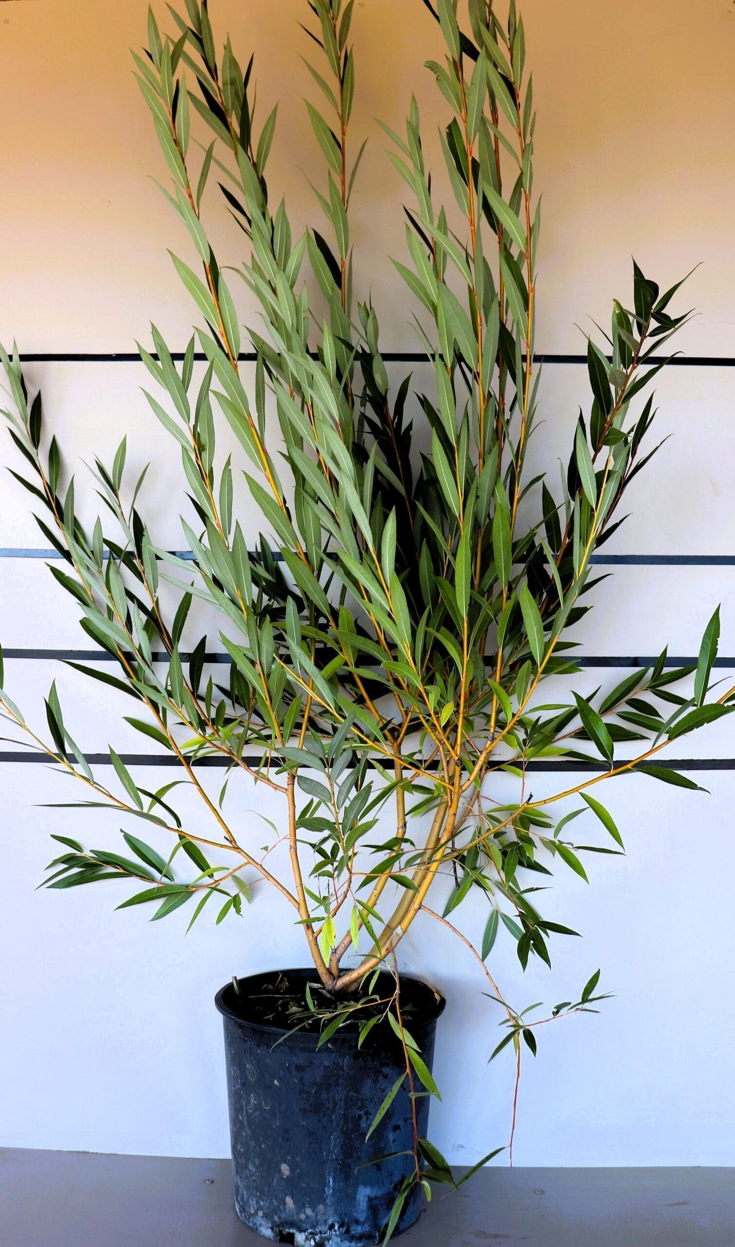 Salix alba 'Vitellina'
