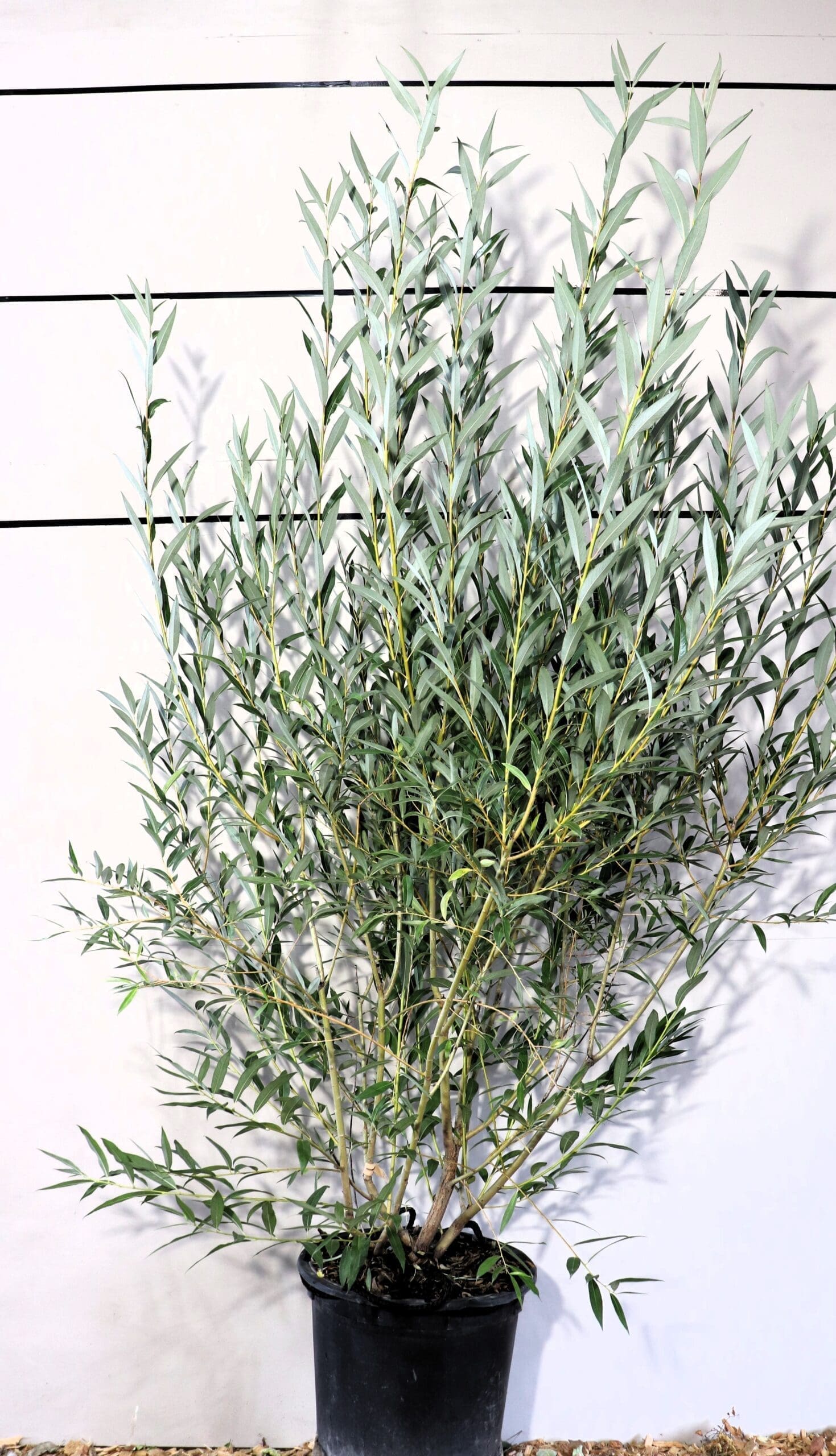 Salix alba 'Vitellina'
