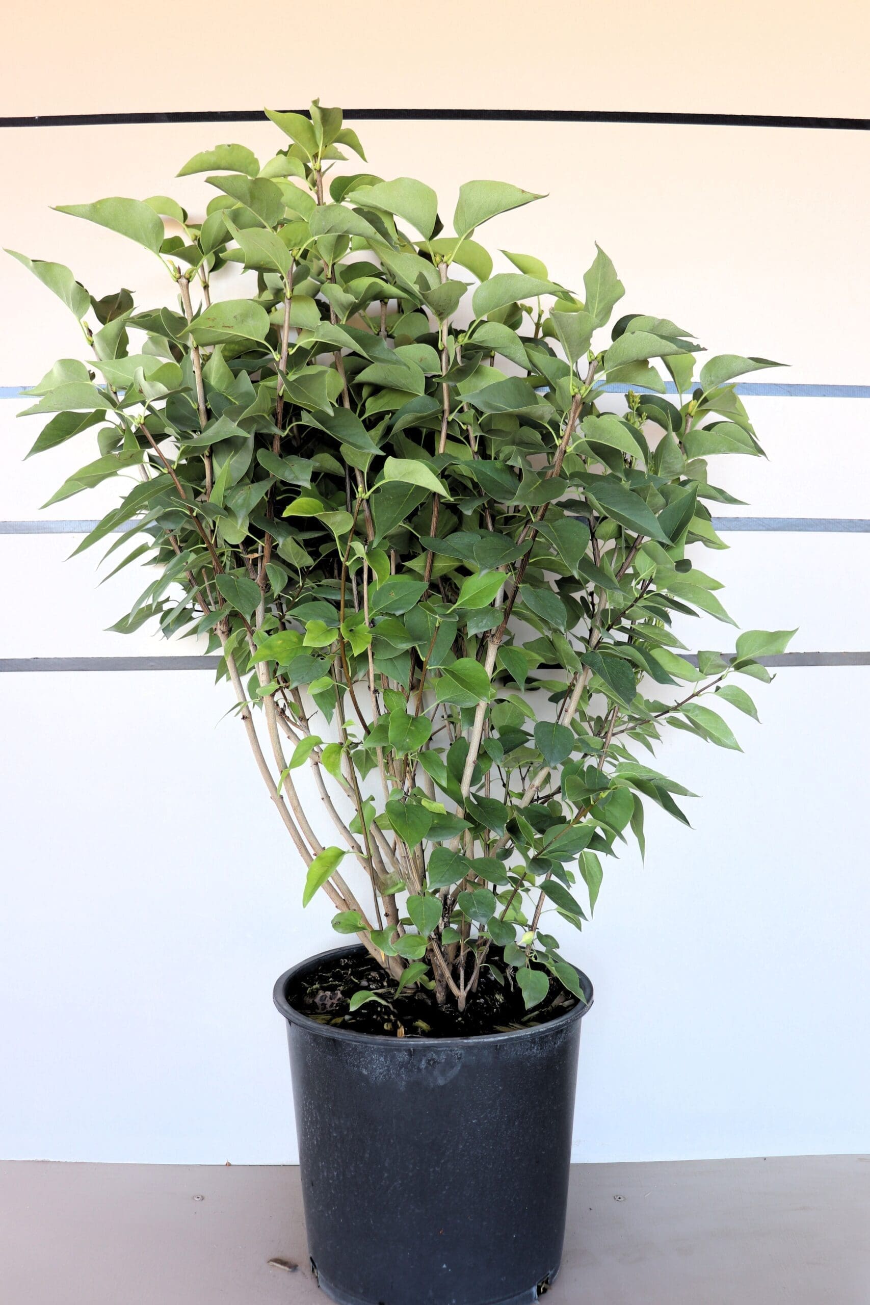 Syringa vulgaris var. alba