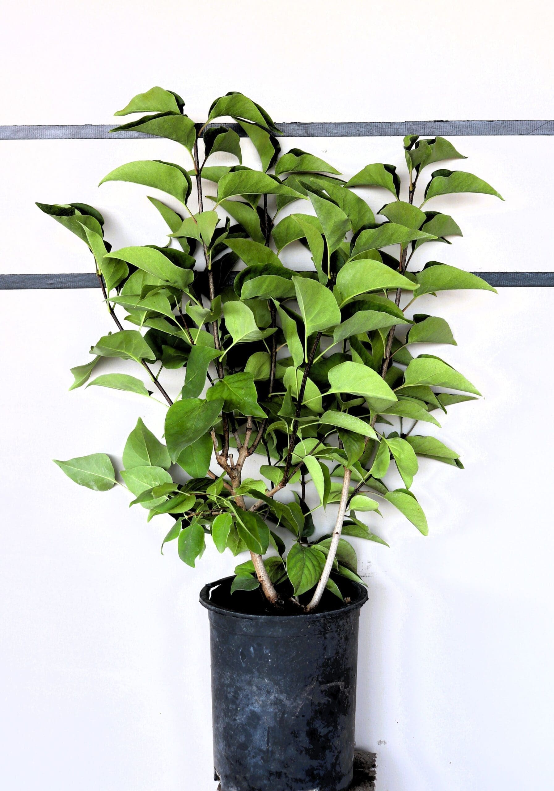 Syringa vulgaris