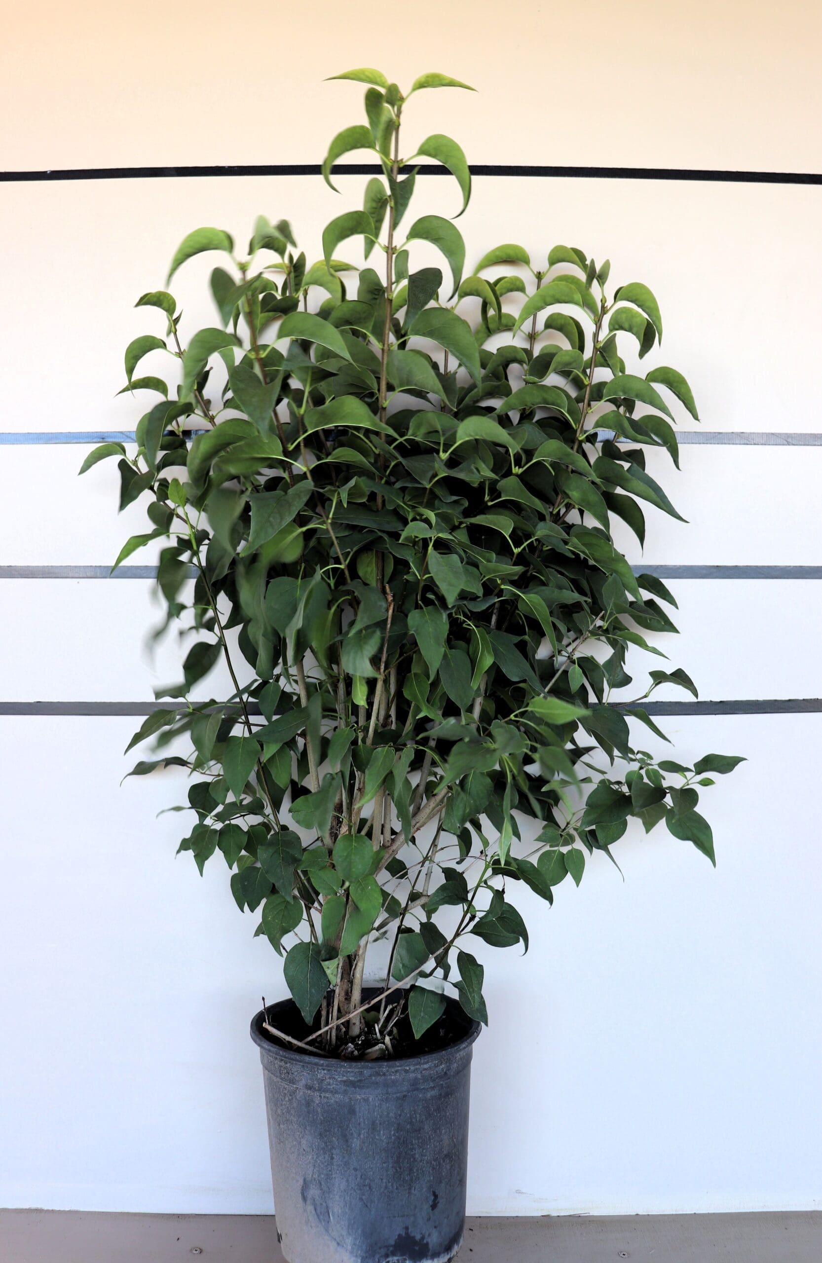 Syringa vulgaris