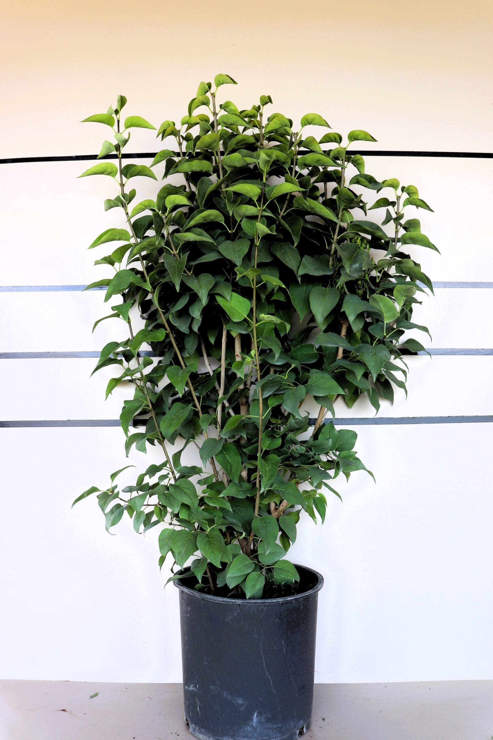 Syringa vulgaris