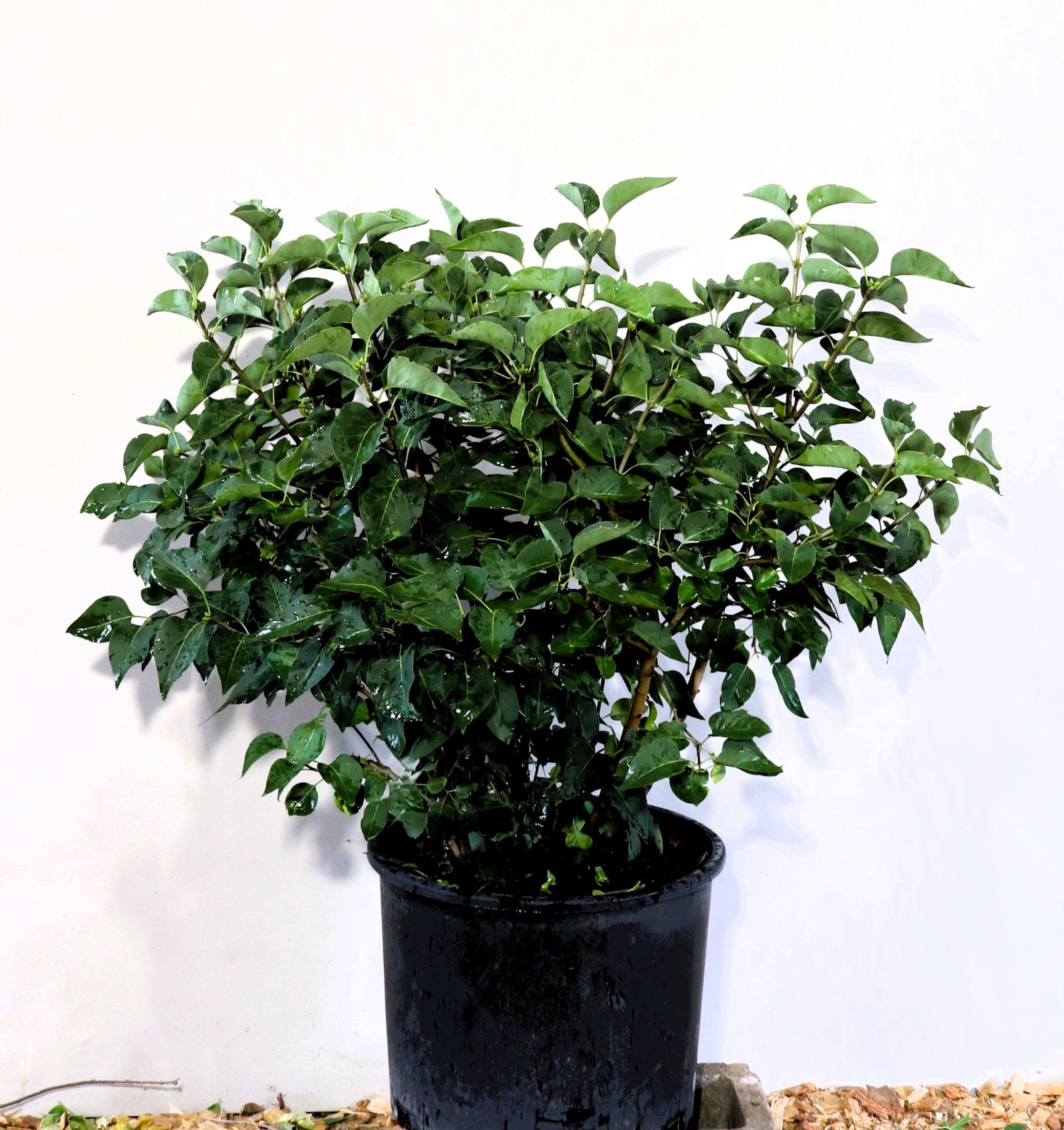 Syringa vulgaris