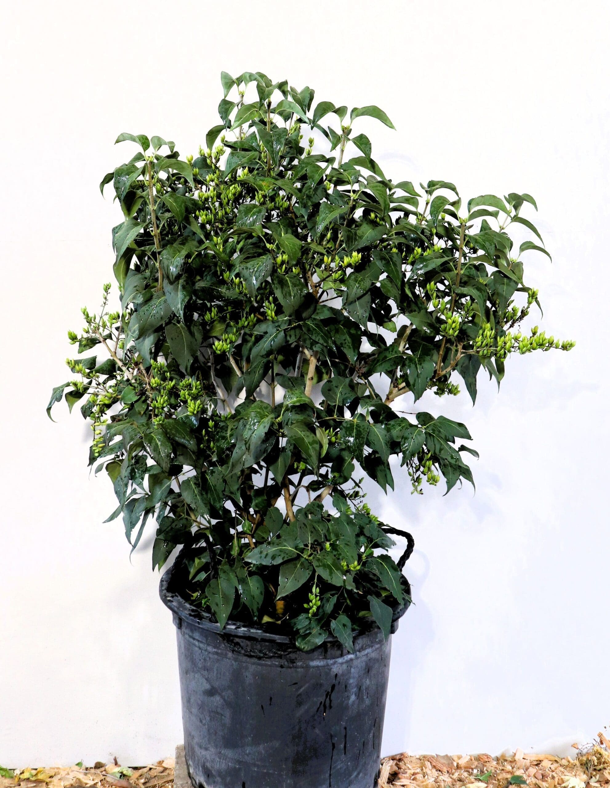 Syringa vulgaris